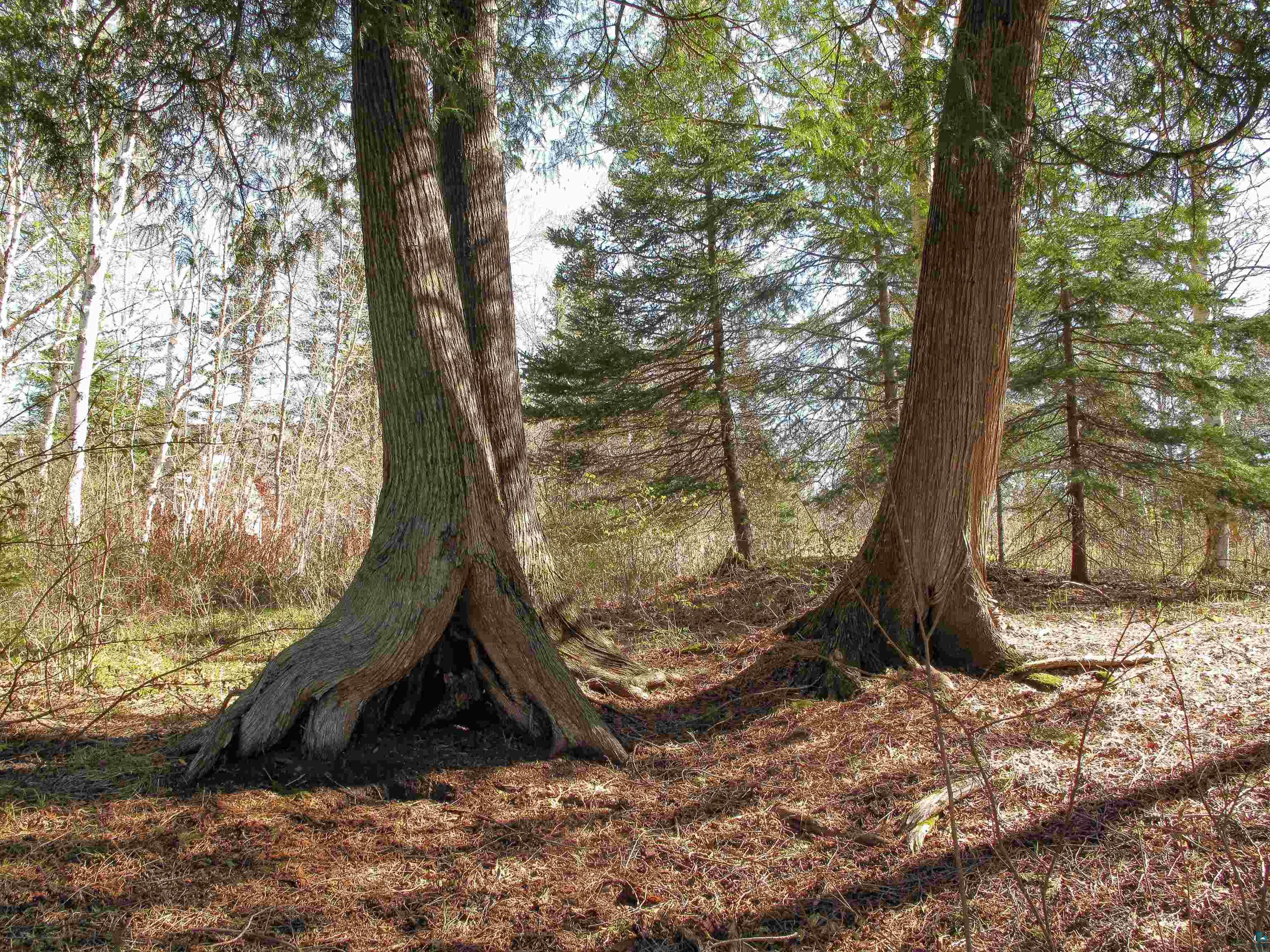 YYY Big Cedar Trl, Lutsen, MN 55612 Listing Photo  26