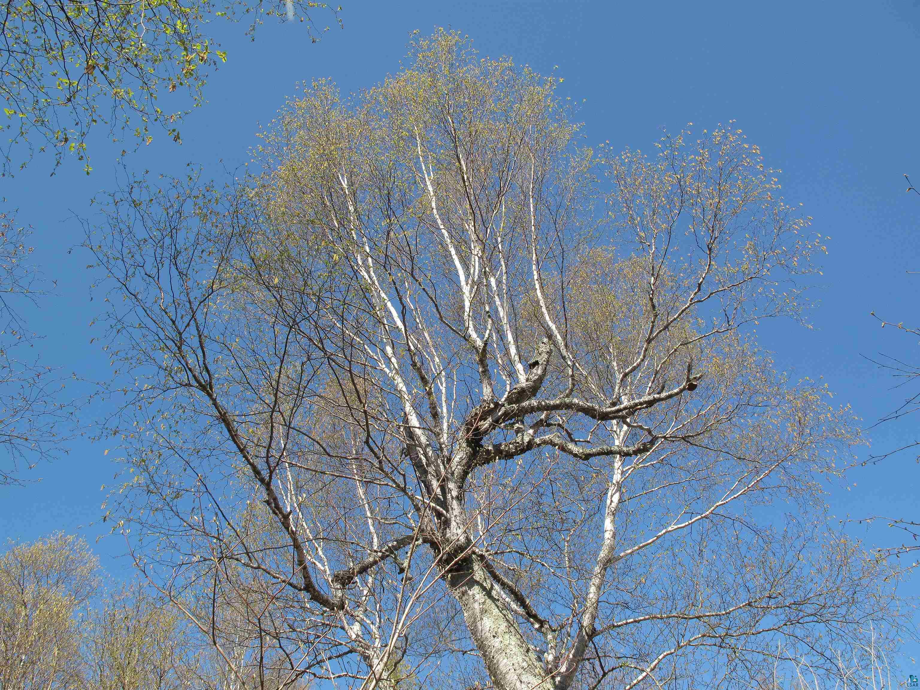 YYY Big Cedar Trl, Lutsen, MN 55612 Listing Photo  36