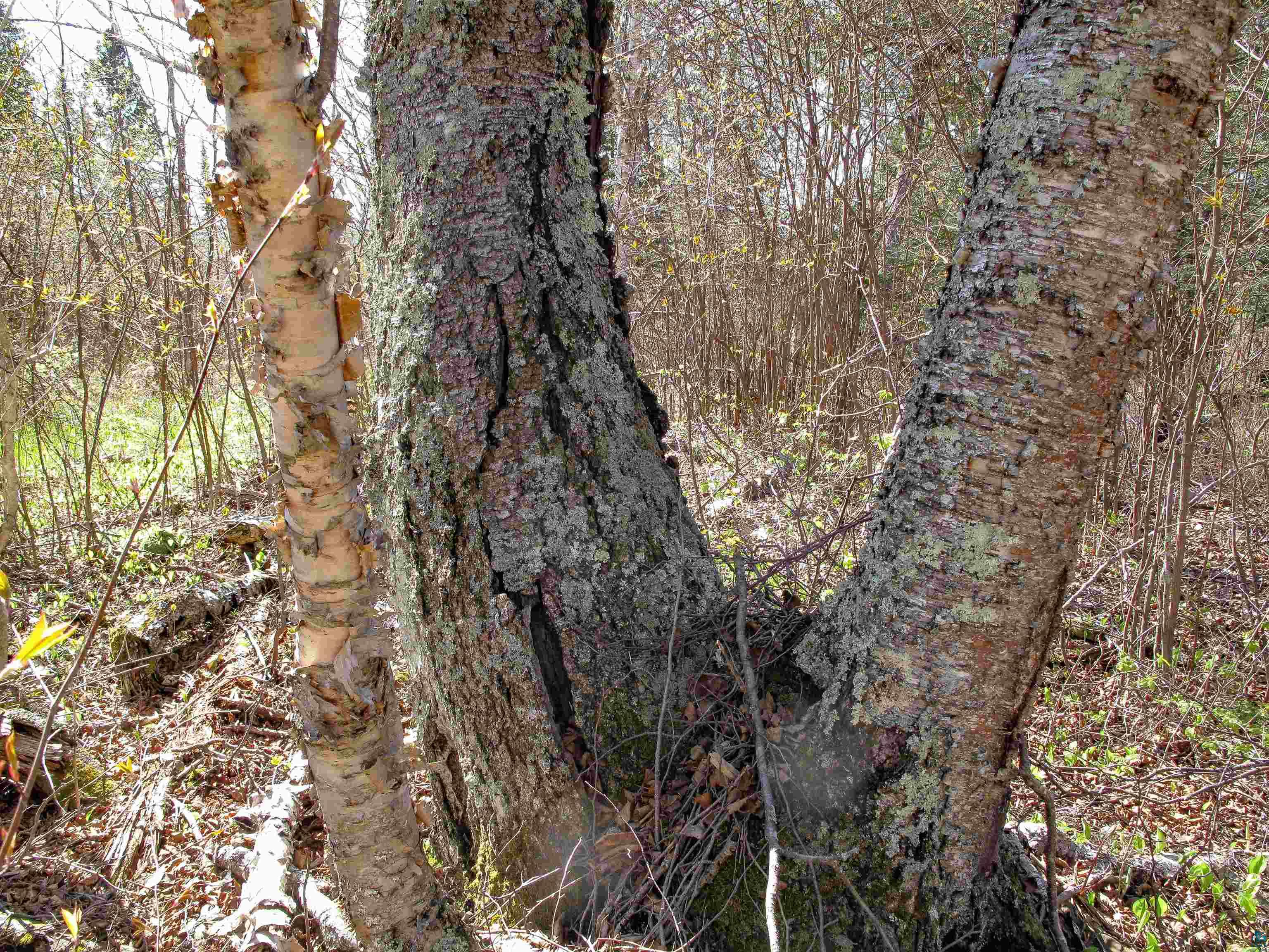 YYY Big Cedar Trl, Lutsen, MN 55612 Listing Photo  42