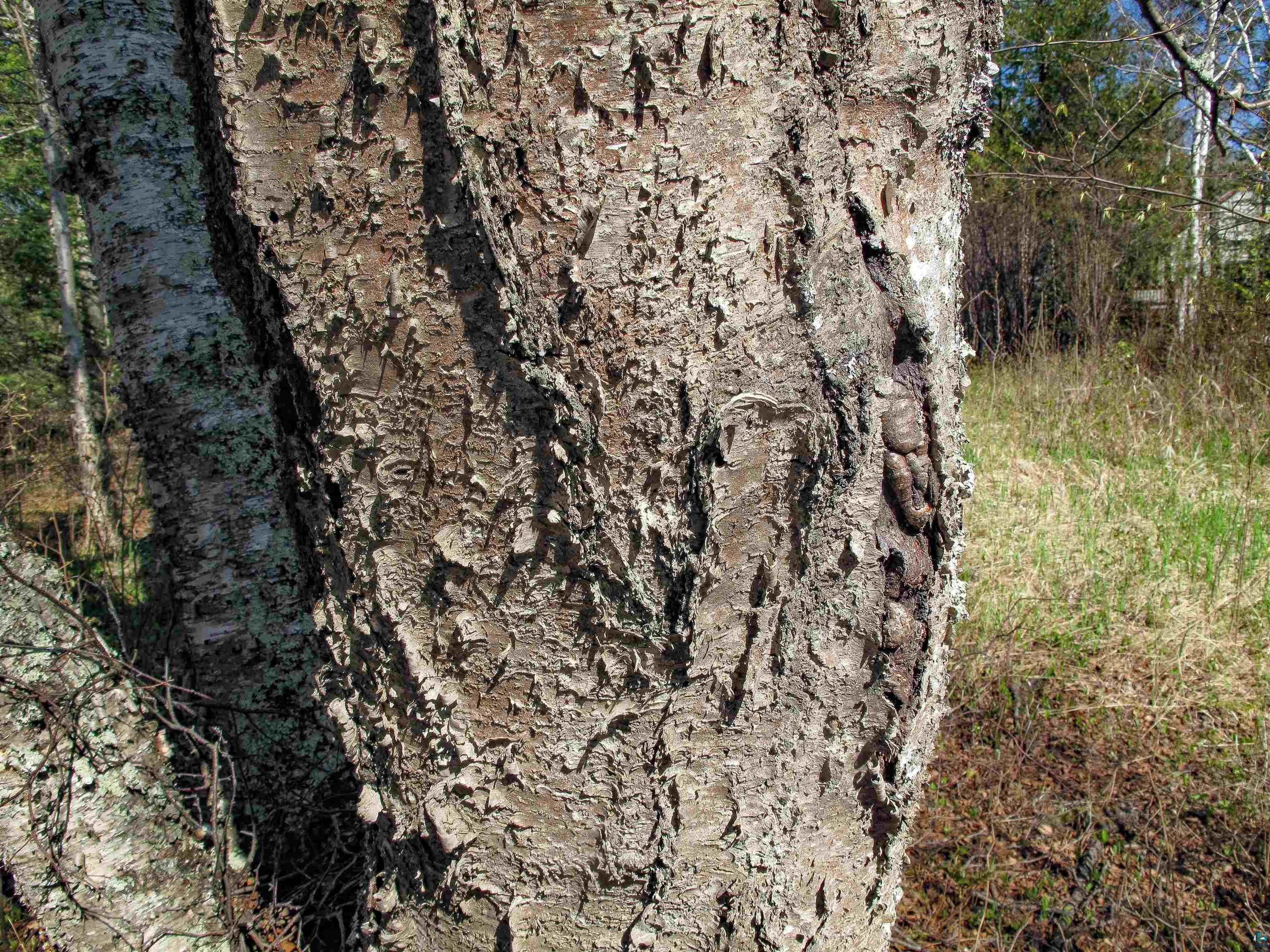 YYY Big Cedar Trl, Lutsen, MN 55612 Listing Photo  43