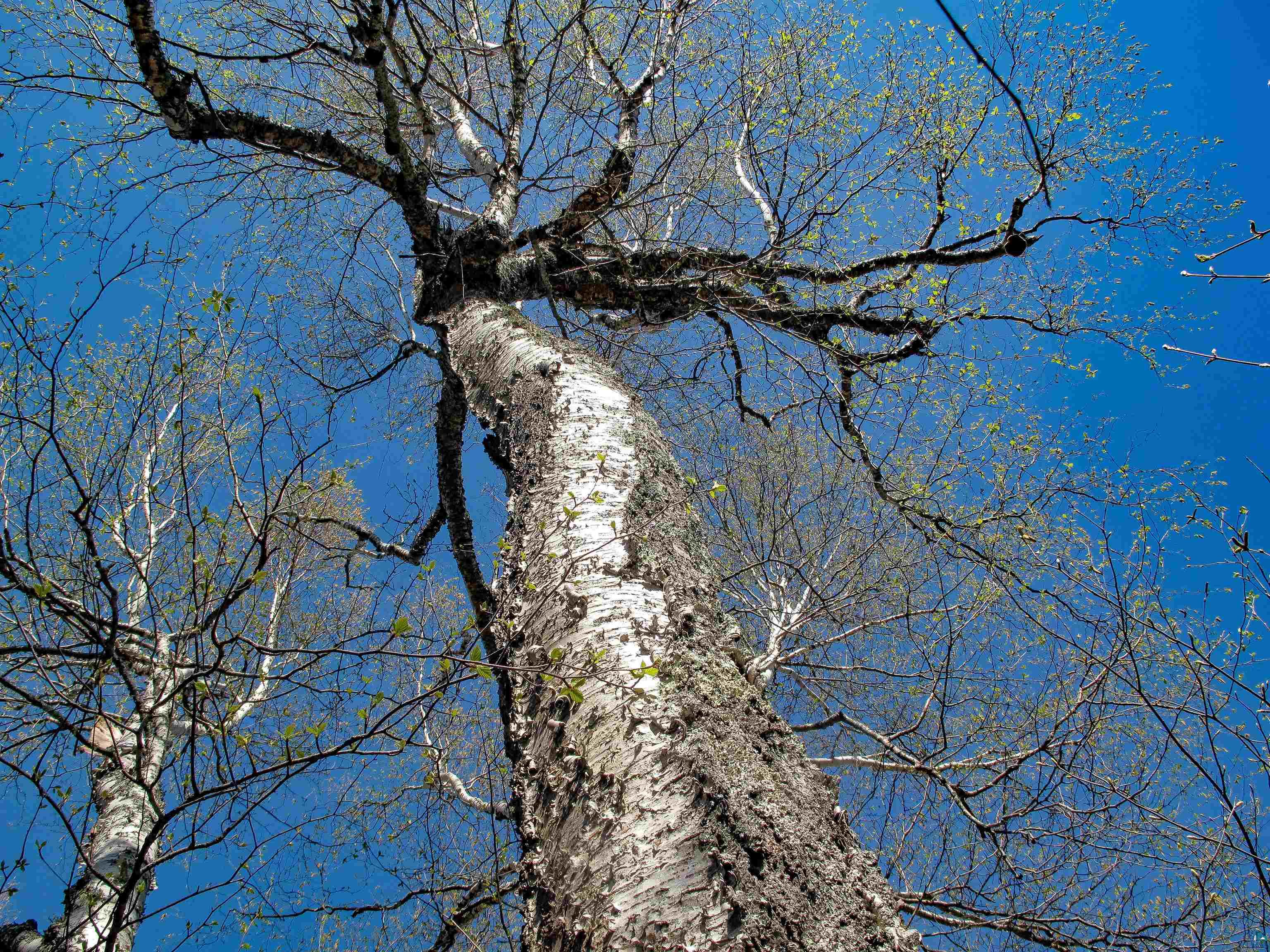 YYY Big Cedar Trl, Lutsen, MN 55612 Listing Photo  44