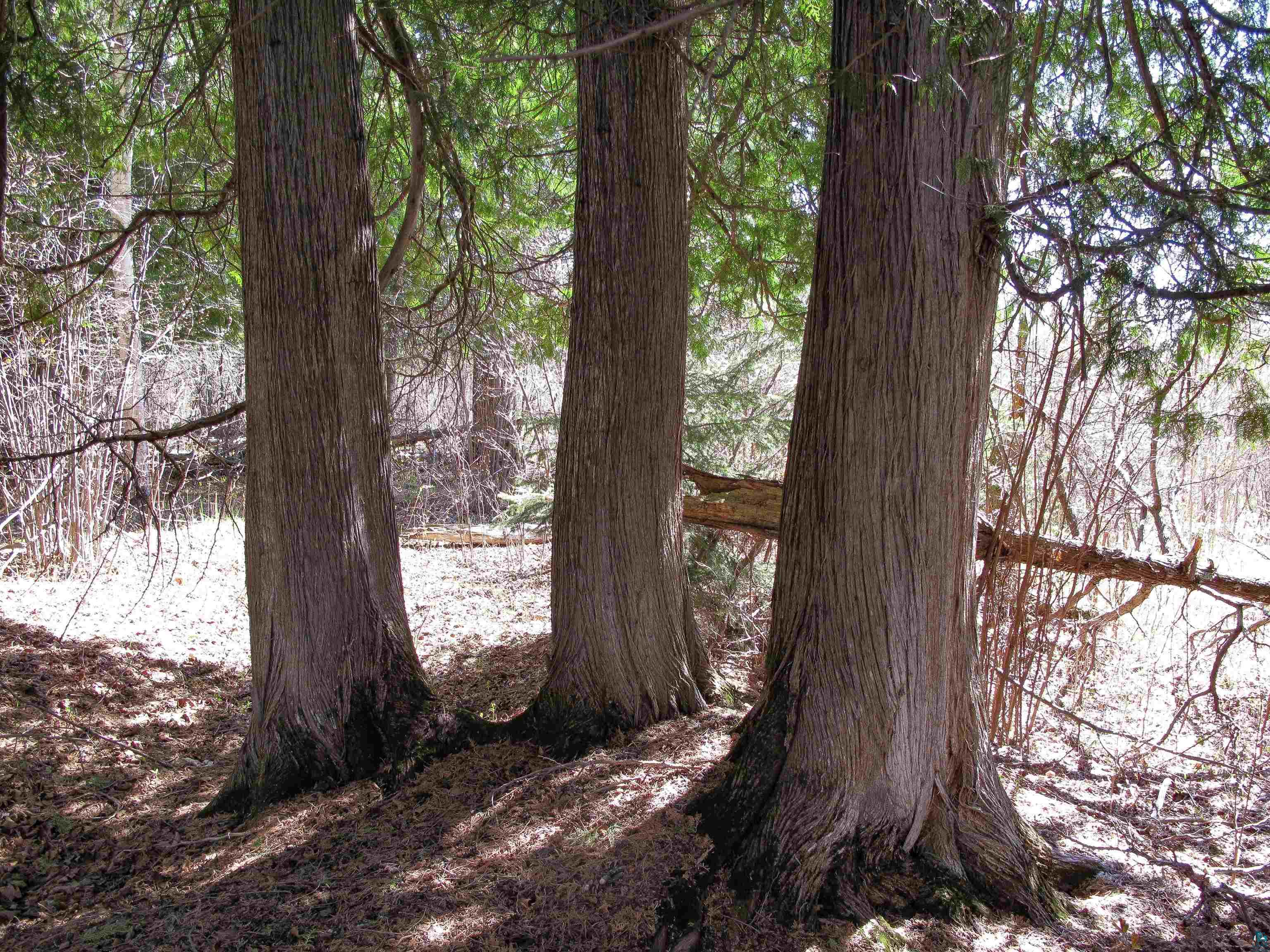YYY Big Cedar Trl, Lutsen, MN 55612 Listing Photo  45