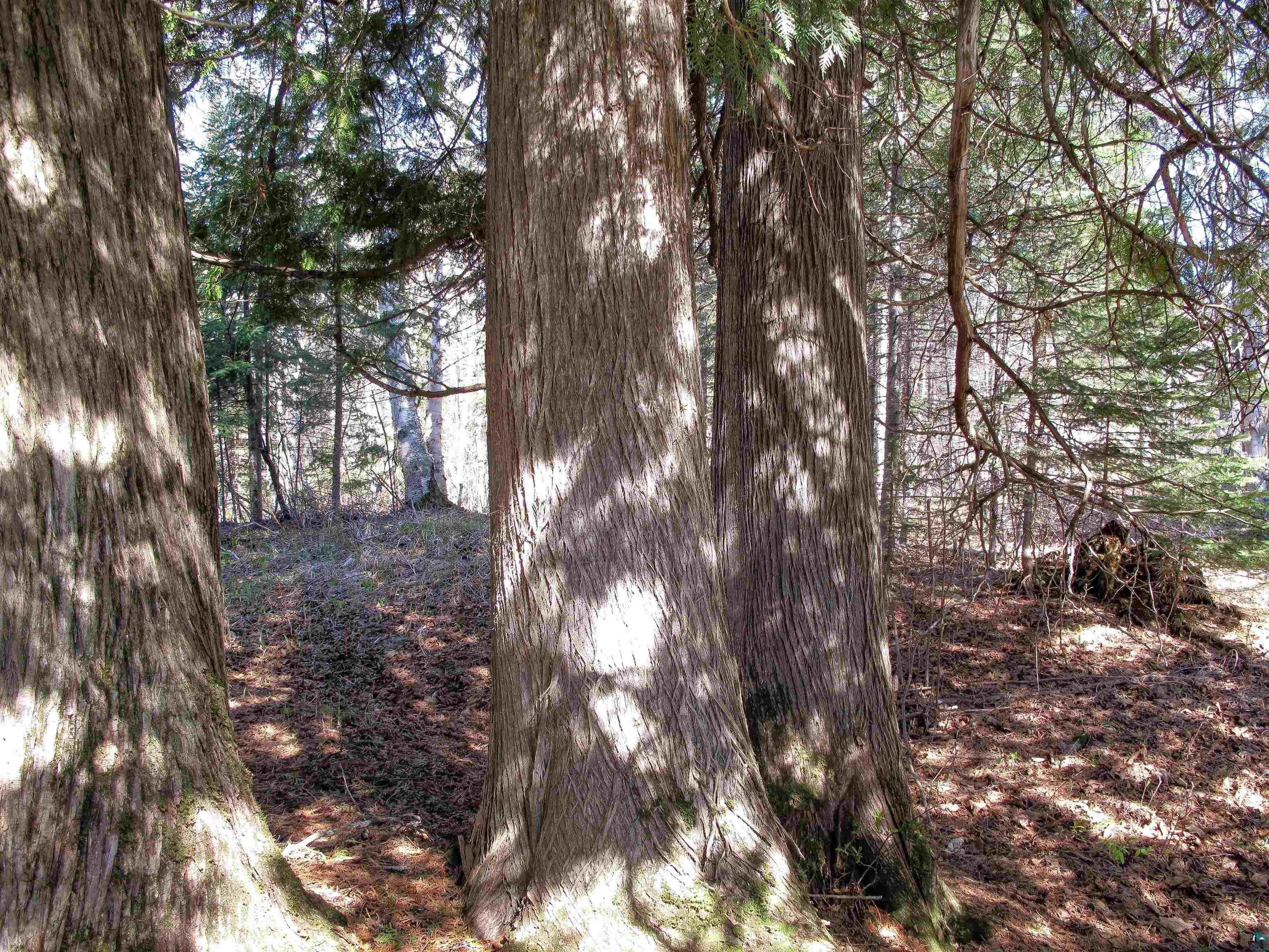 YYY Big Cedar Trl, Lutsen, MN 55612 Listing Photo  46