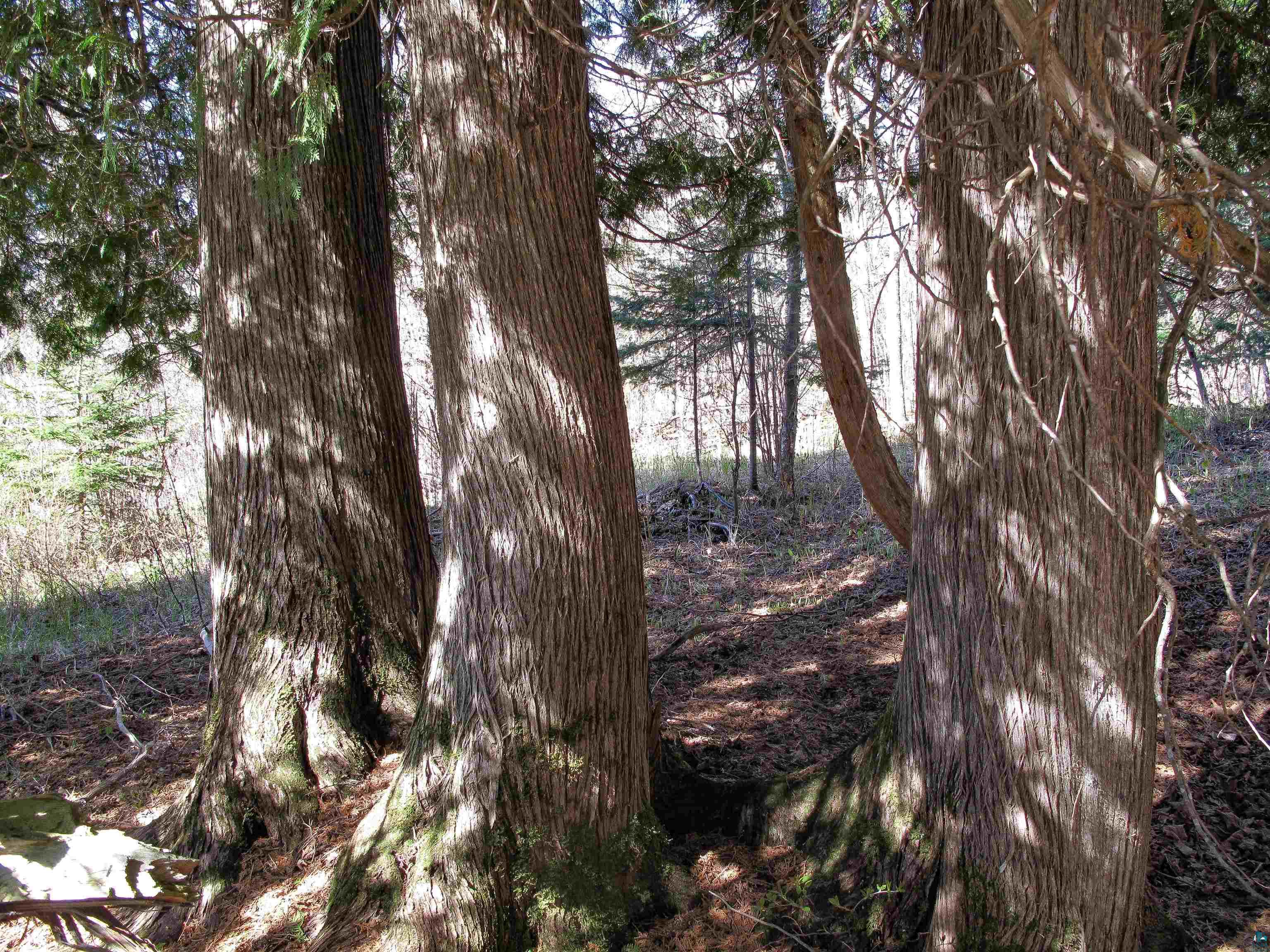 YYY Big Cedar Trl, Lutsen, MN 55612 Listing Photo  47