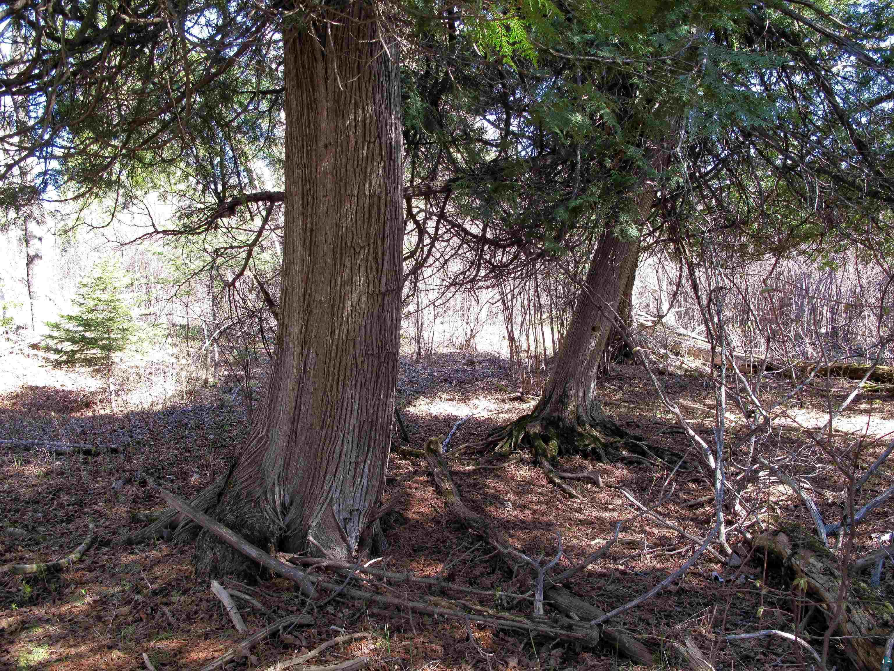 YYY Big Cedar Trl, Lutsen, MN 55612 Listing Photo  49
