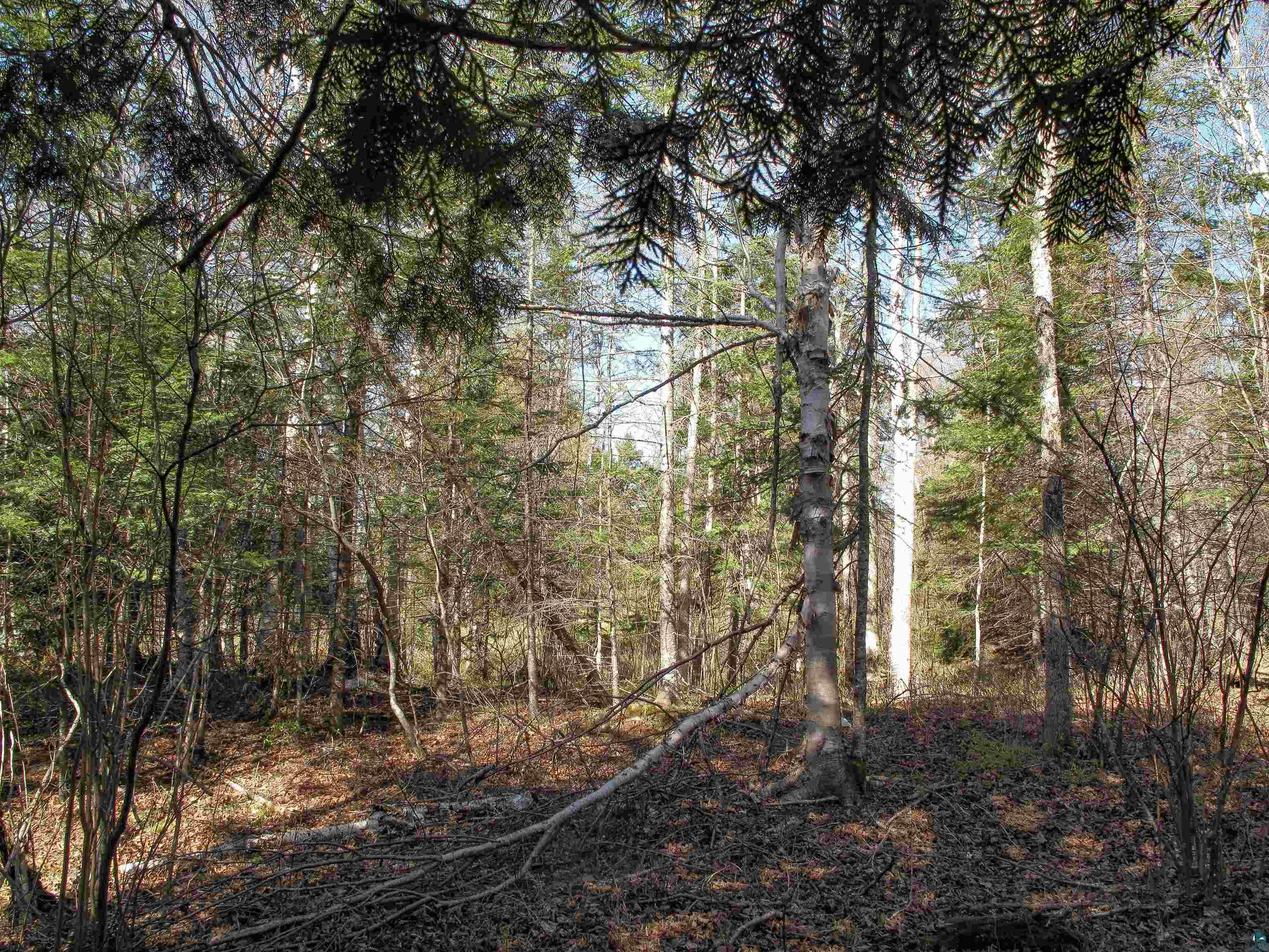 YYY Big Cedar Trl, Lutsen, MN 55612 Listing Photo  50