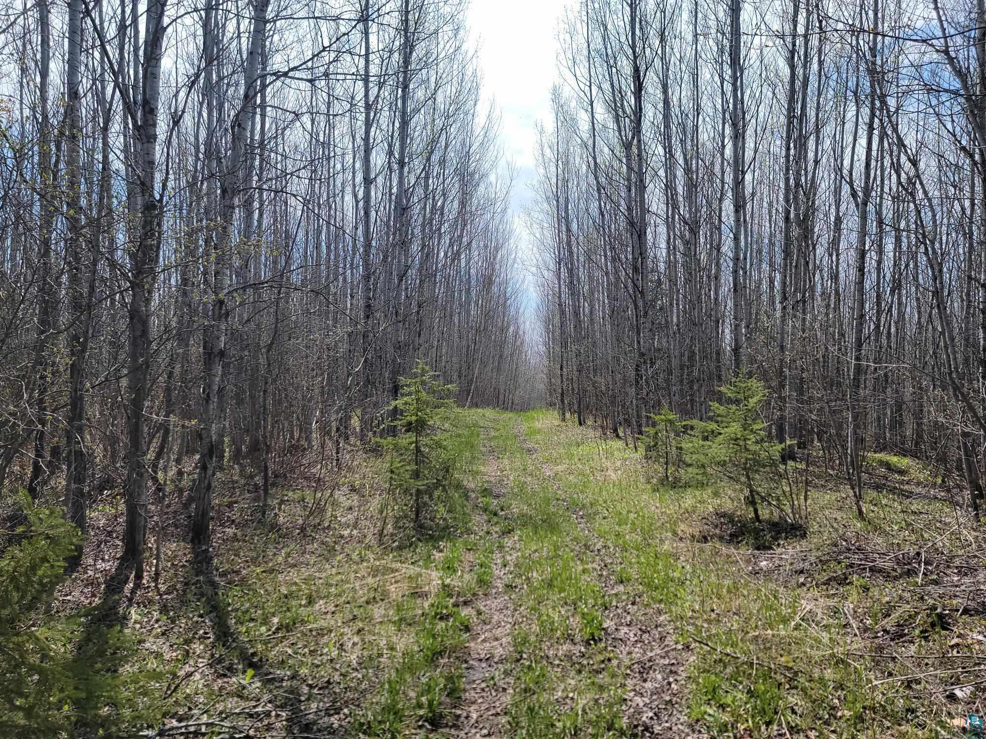 80X Sled Dog Trl, Hovland, MN 55606 Listing Photo  4