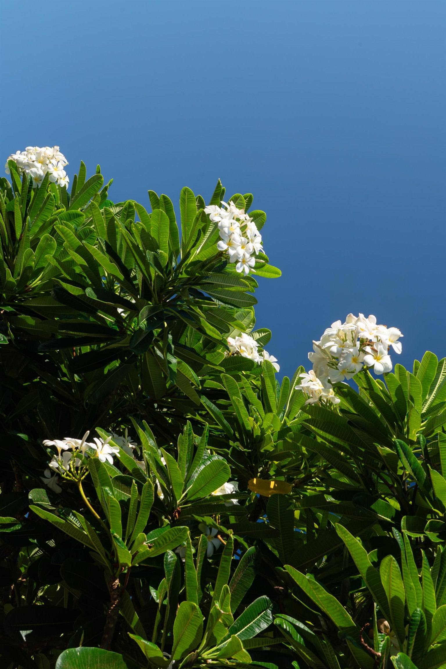 50 Puu Anoano St UNIT&nbsp;2804, Lahaina, HI, 96761