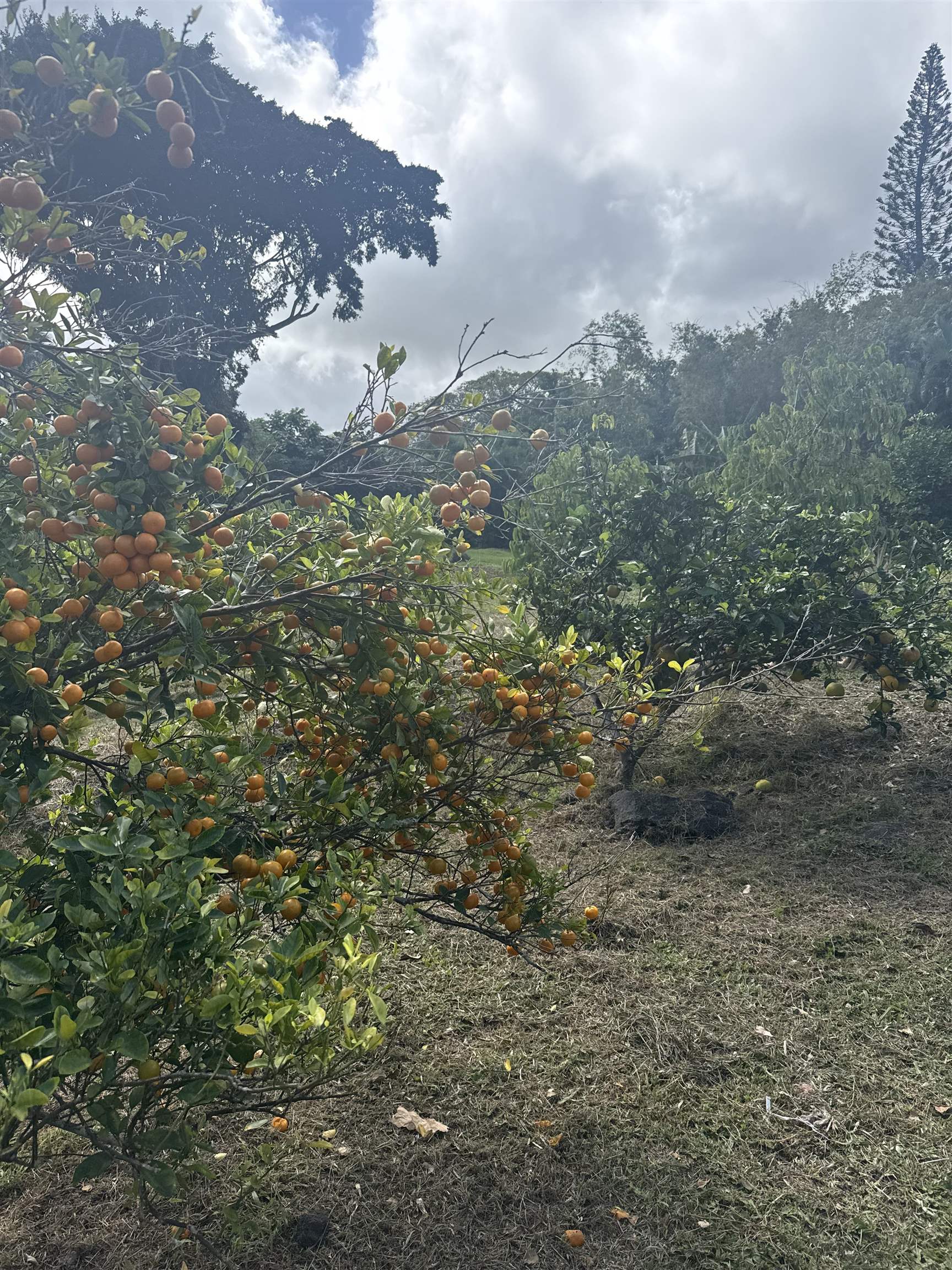 315 Uwala Rd, Hana, HI, 96713