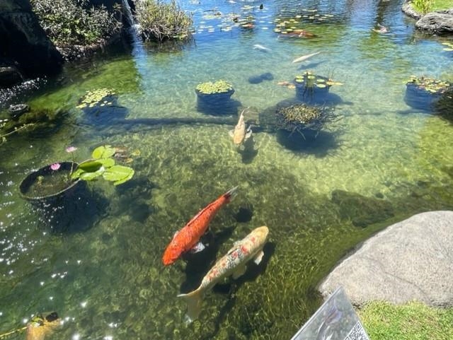 Whaler — Whaler, Kaanapali — property photo 42 of 48