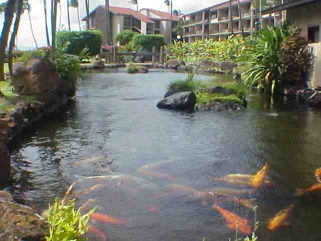Papakea Resort — Papakea Resort, Napili/Kahana/Honokowai — property photo 14 of 19