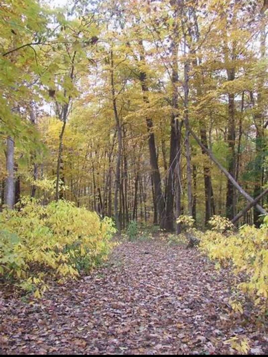 This buildable parcel offers the perfect blend of privacy and convenience—secluded and serene, yet just 10 minutes from Verona and 25 minutes to downtown Madison. Enjoy sweeping prairie views to the south and several stunning sites for year-round sunsets. The land is diverse and ideal for outdoor recreation of all kinds. All tillable acreage is currently enrolled in a CRP contract, providing $164.96 per acre in annual income. Final sale included add'l acreage totaling approx. 108 acres.