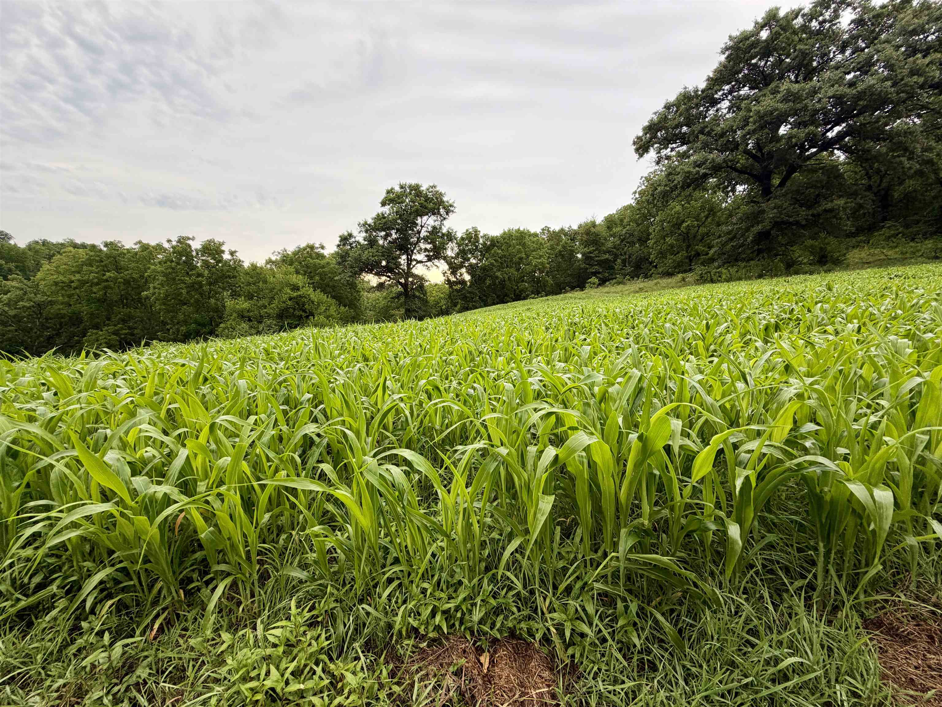 Photo 36 of 75± Acres Cannon Road, Ellenboro