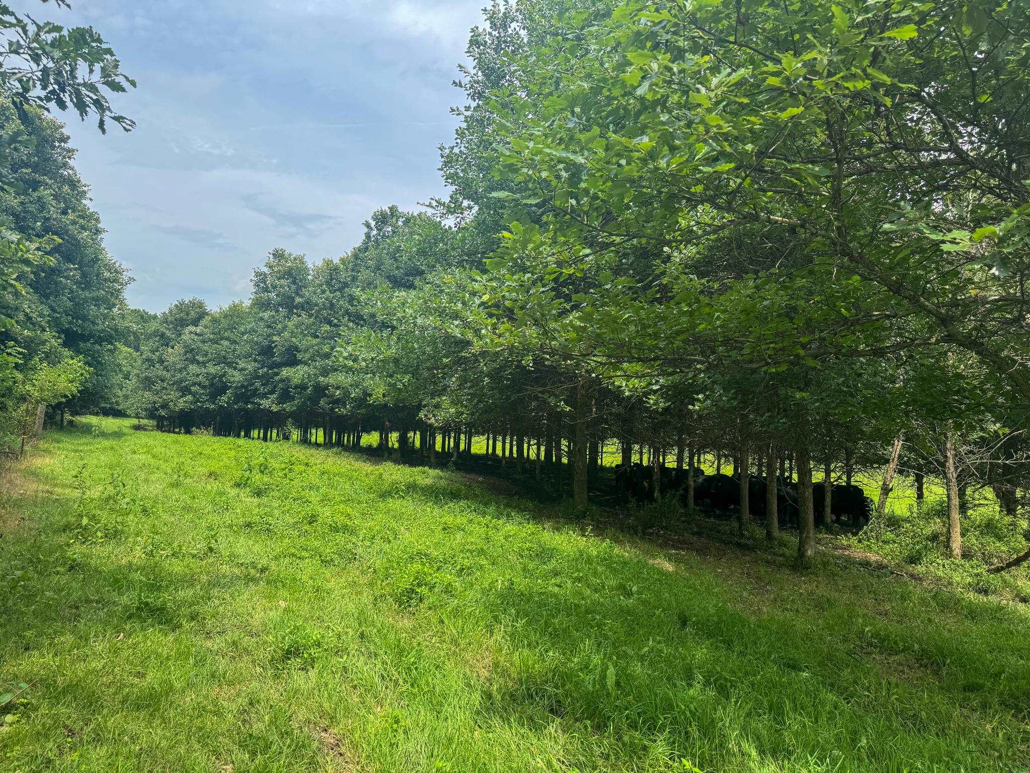 Photo 30 of 35 M/L Acres Crist Lane, Darlington