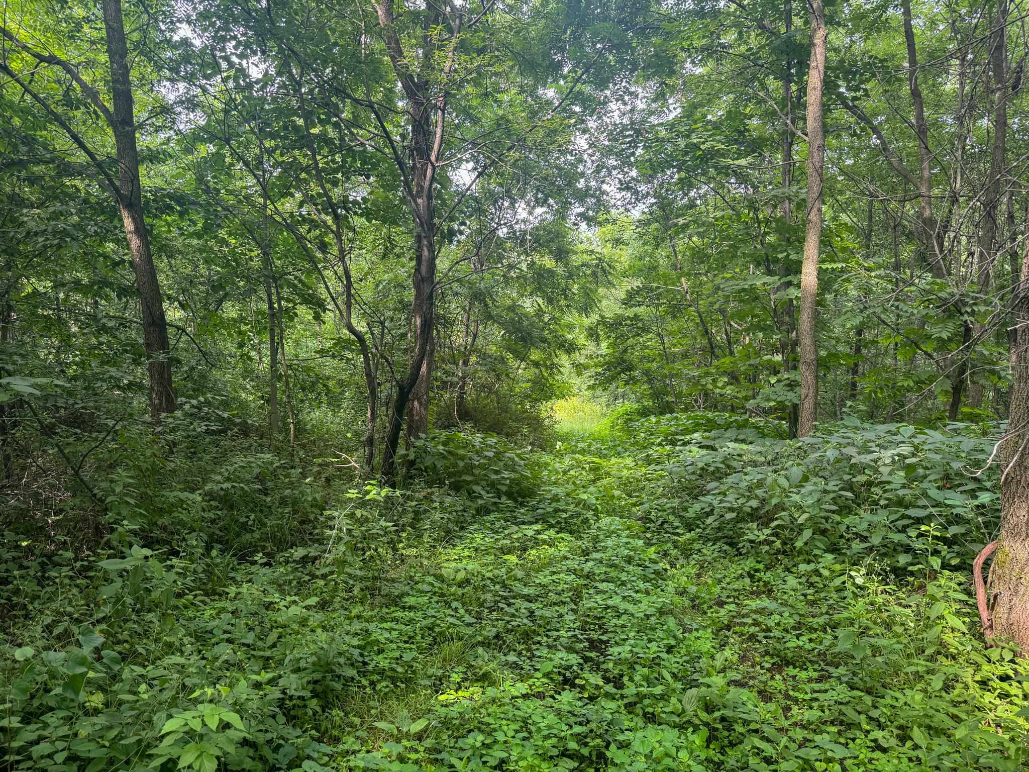 Photo 16 of 34.59 Acres Riverbend Road, Gratiot