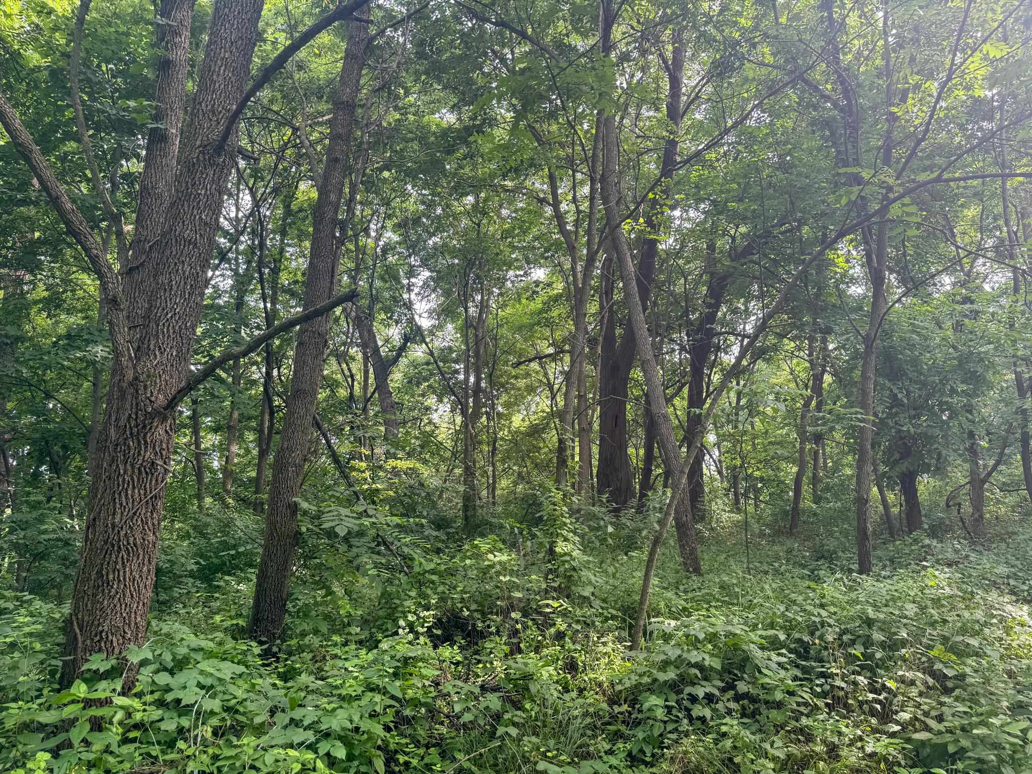 Photo 18 of 34.59 Acres Riverbend Road, Gratiot