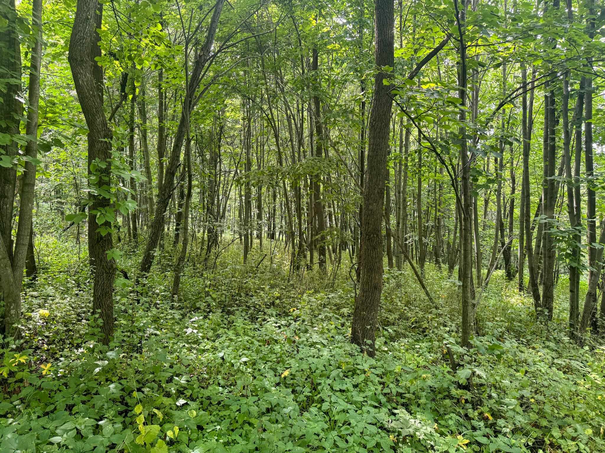 Photo 21 of 34.59 Acres Riverbend Road, Gratiot