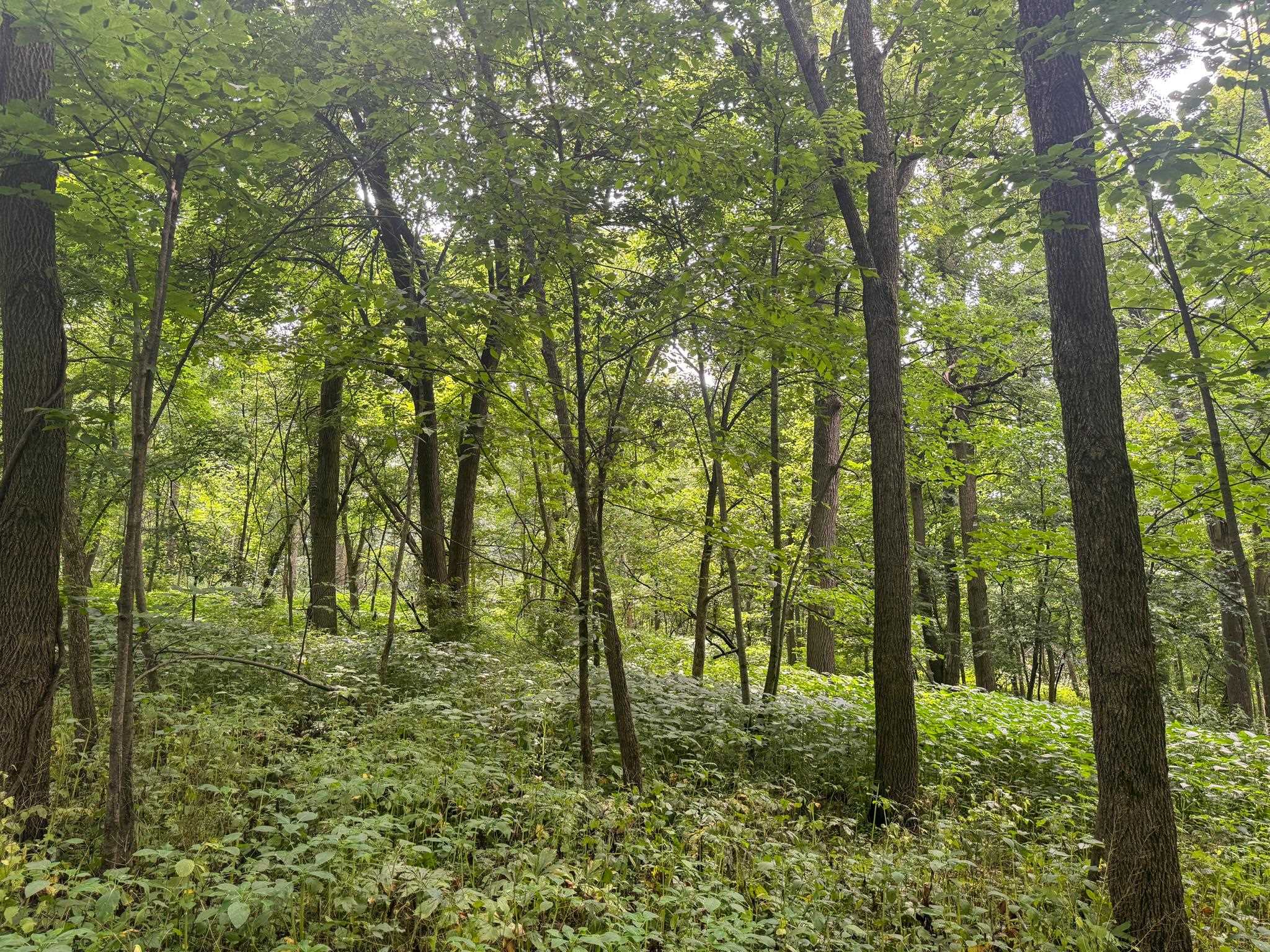 Photo 23 of 34.59 Acres Riverbend Road, Gratiot