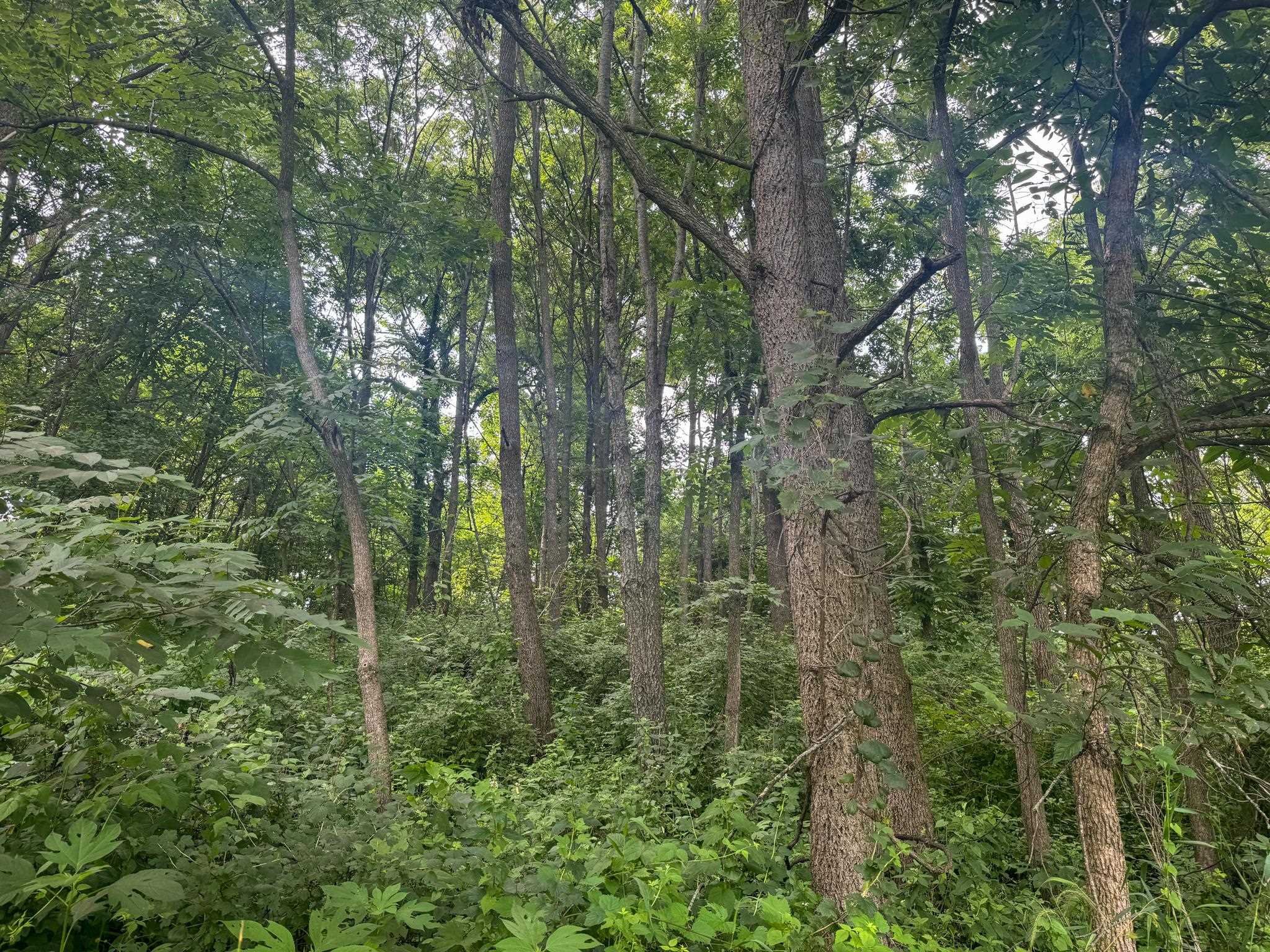 Photo 31 of 34.59 Acres Riverbend Road, Gratiot