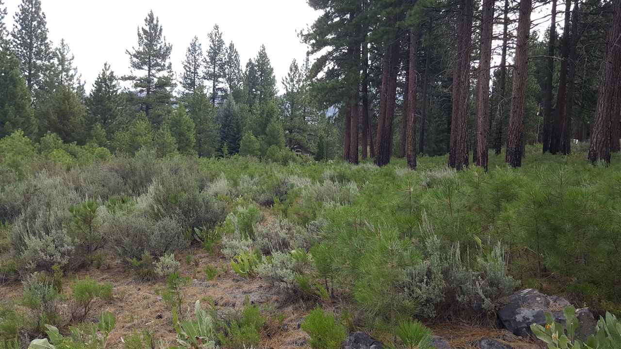 Nice Evergreens on land