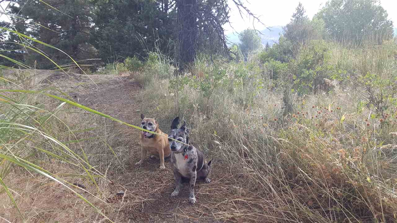 Zoned for horse.  Dogs welcome!