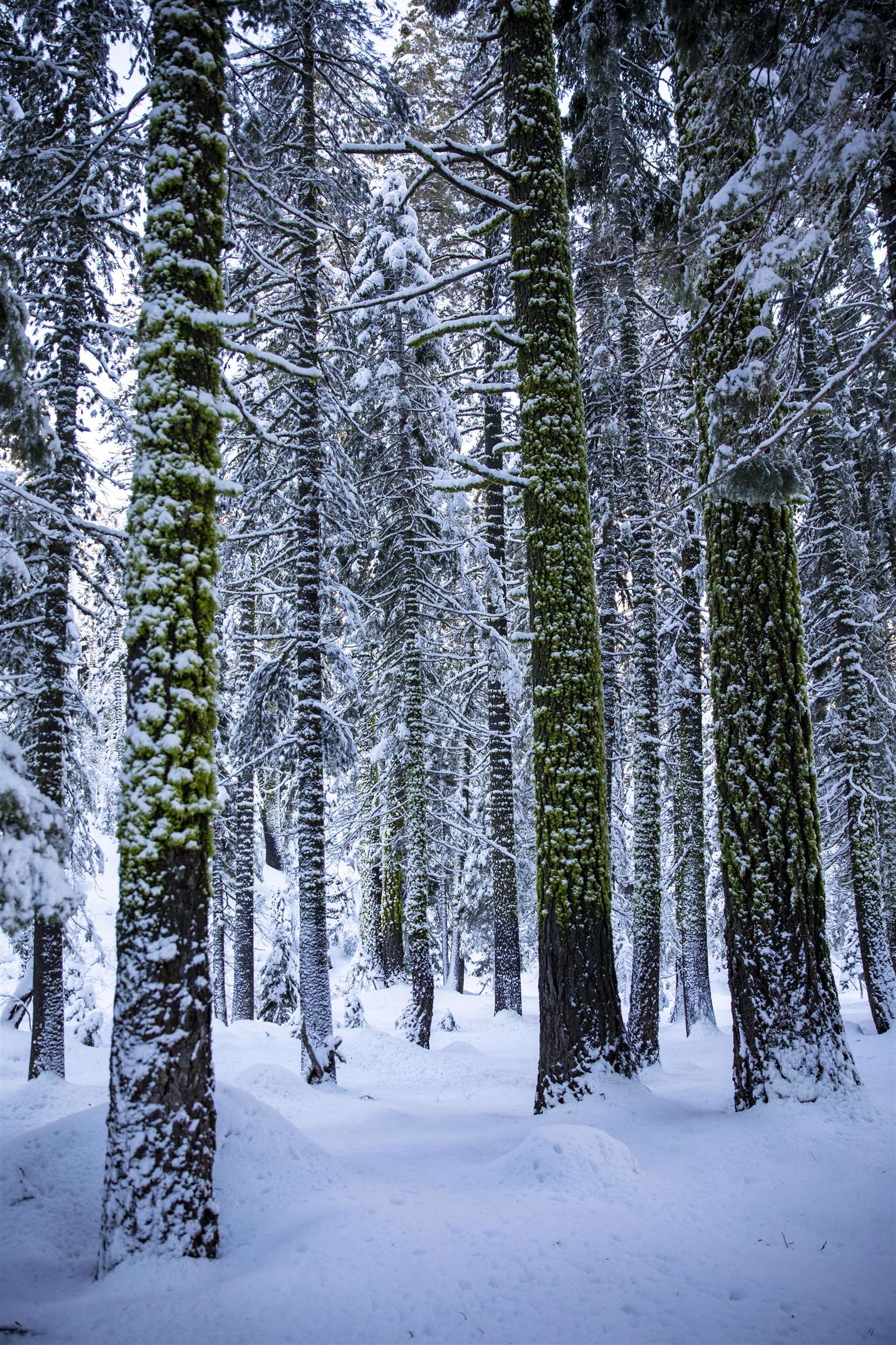 xxxxx Alpine Meadows Road, Alpine Meadows, CA, 96146-9837