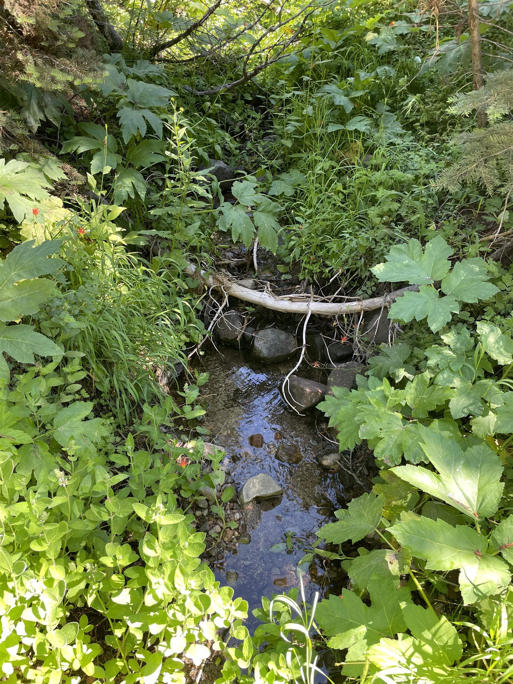 14500 Sloat McRae Road, Johnsville, CA, 96103