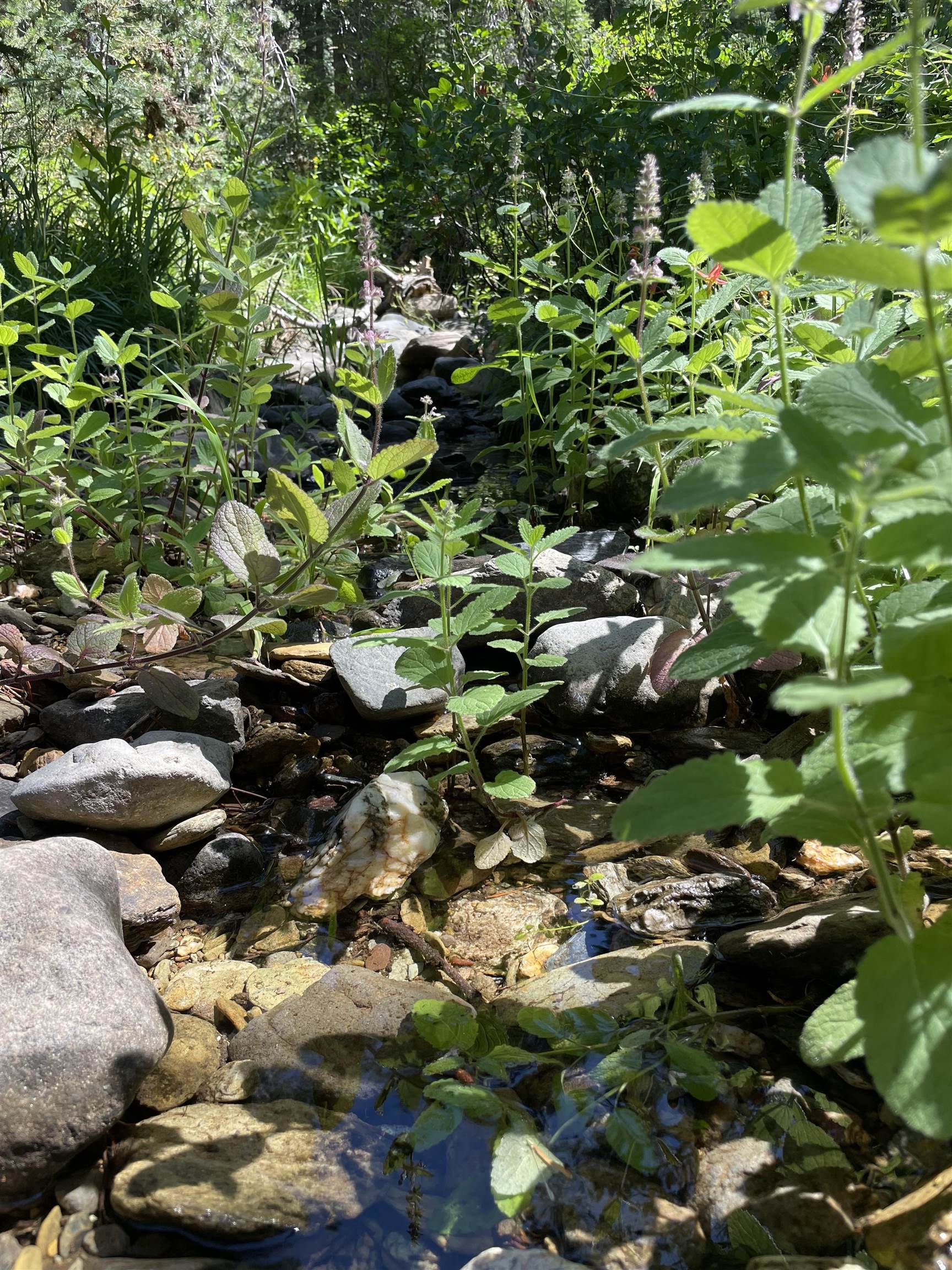 14500 Sloat McRae Road, Johnsville, CA, 96103