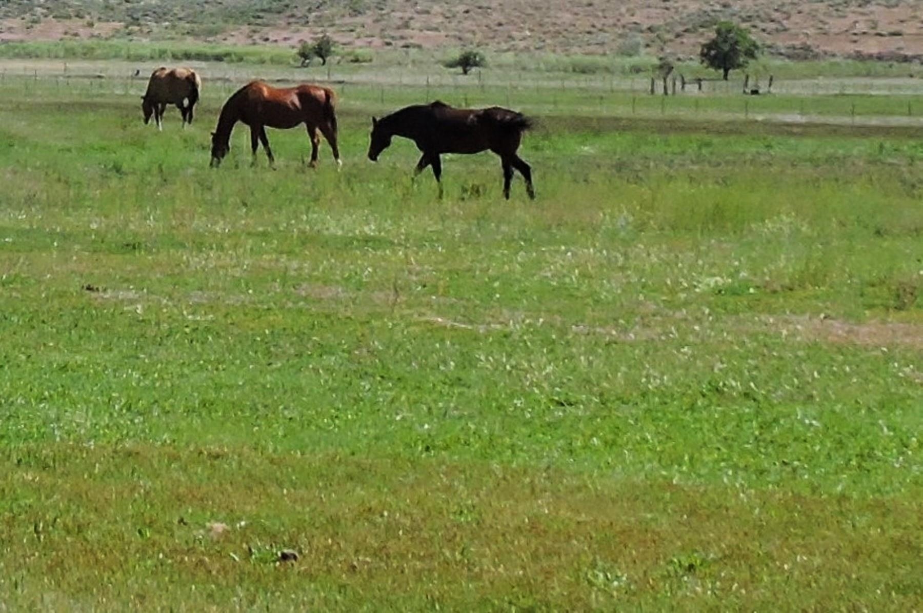 000 Pinenut Road, Gardnerville, NV, 89410