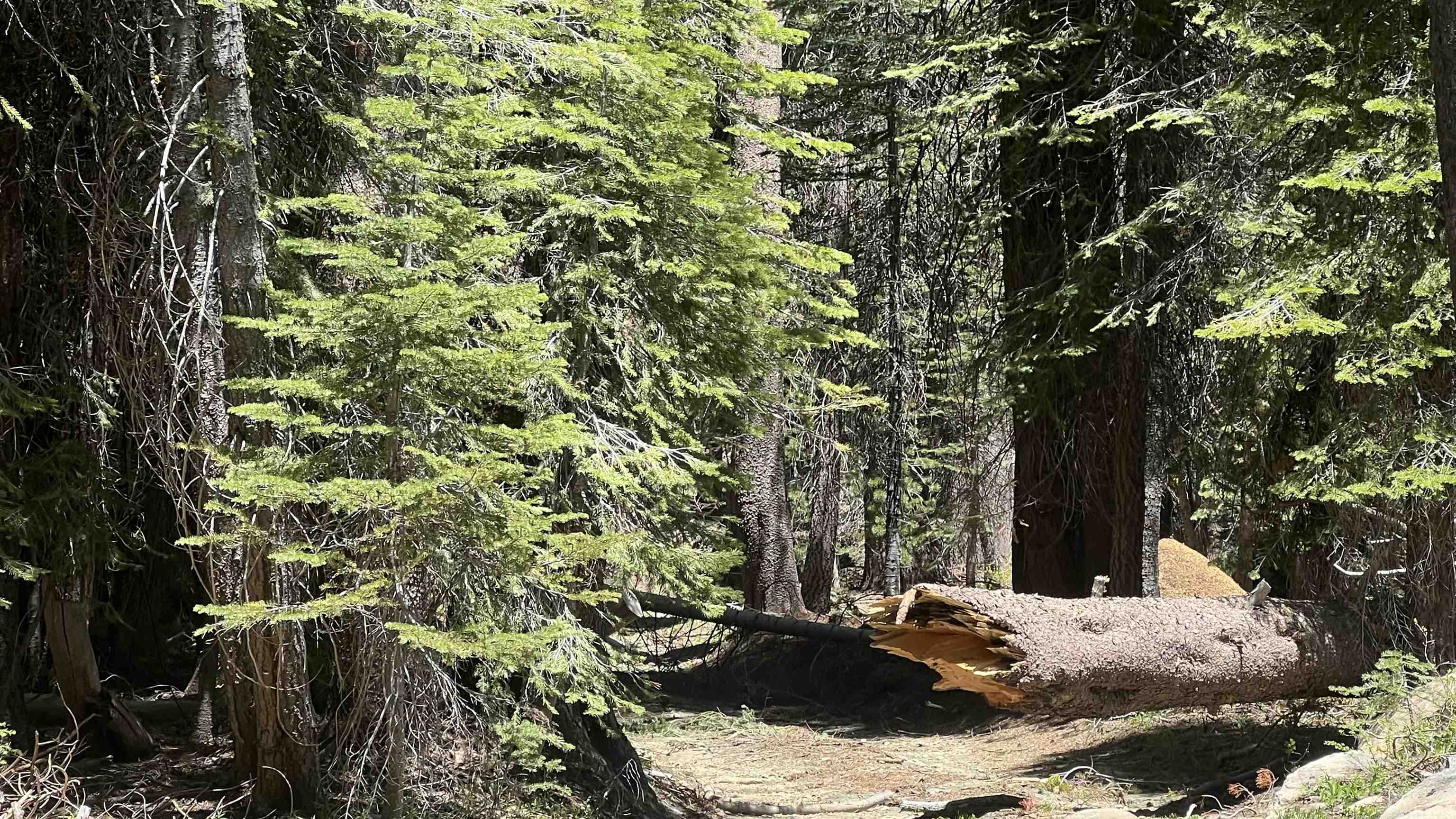 51460 Red Fir Drive, Soda Springs, CA, 95728