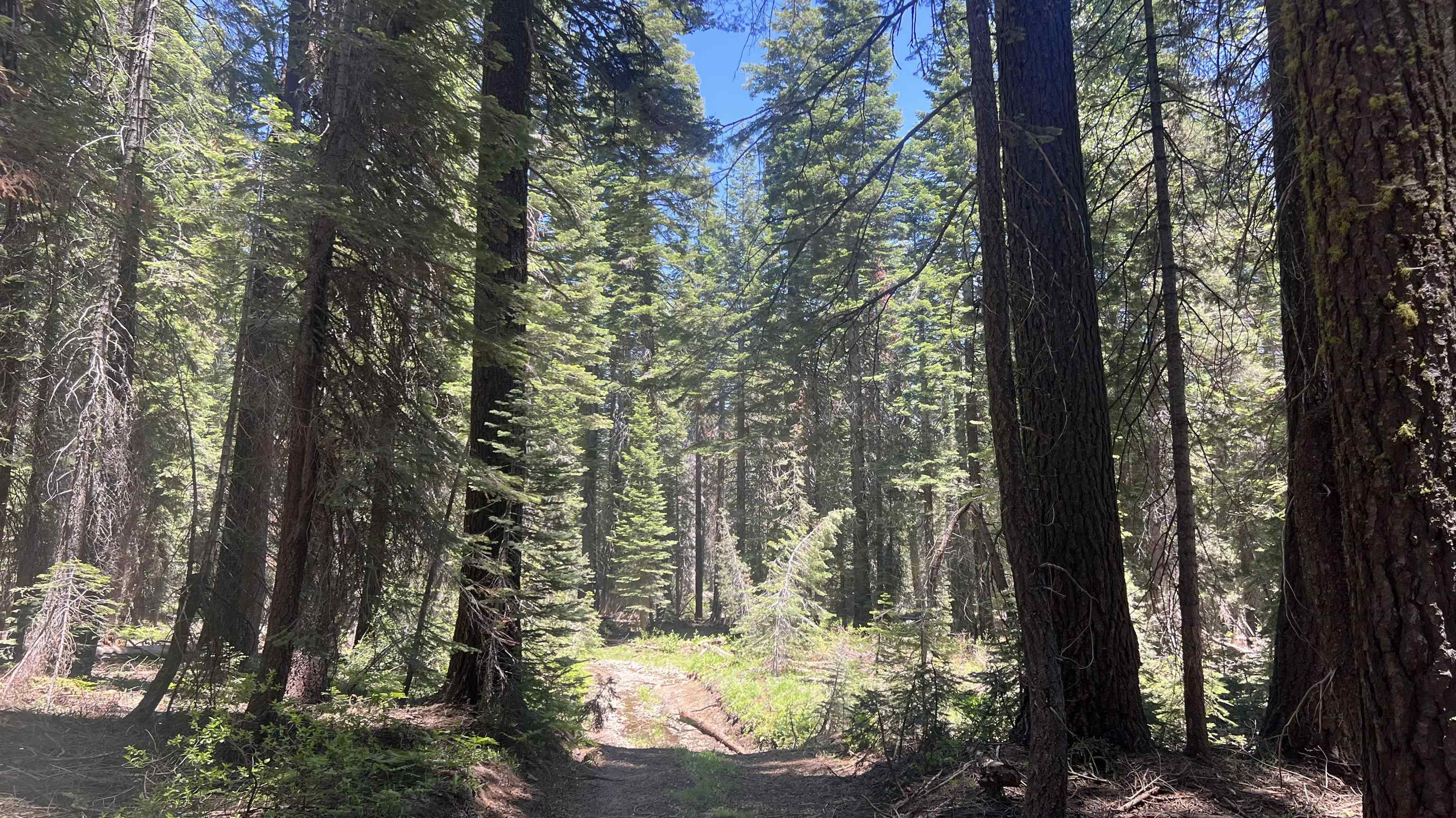 51460 Red Fir Drive, Soda Springs, CA, 95728