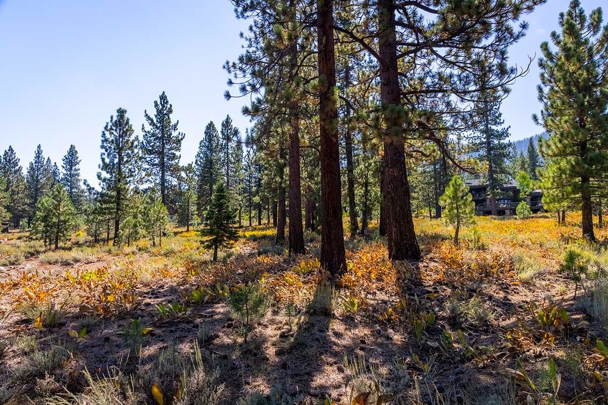 720 John McKinney, Truckee, CA, 96161