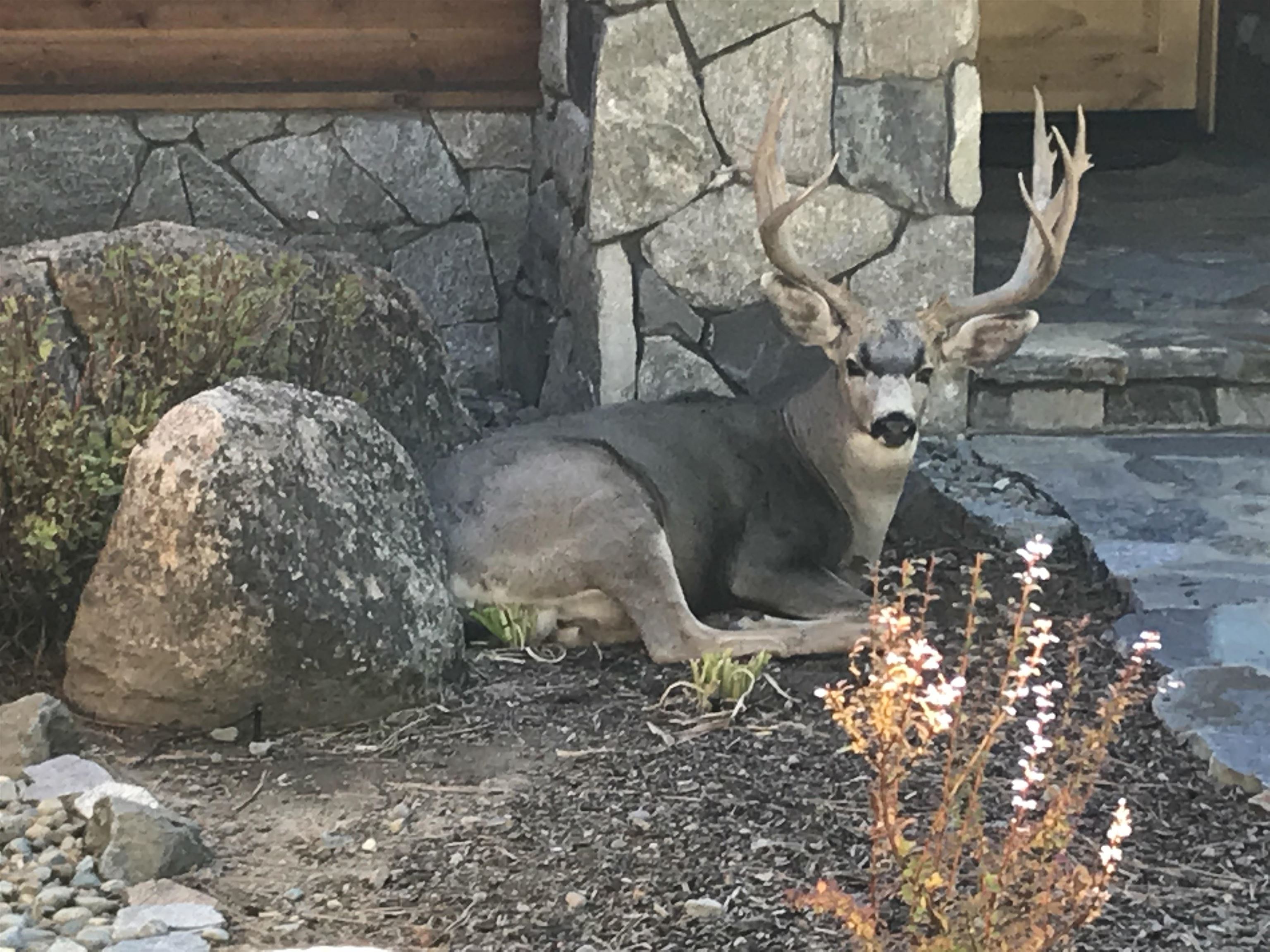 462 Arrowleaf Road, Portola, CA, 96122