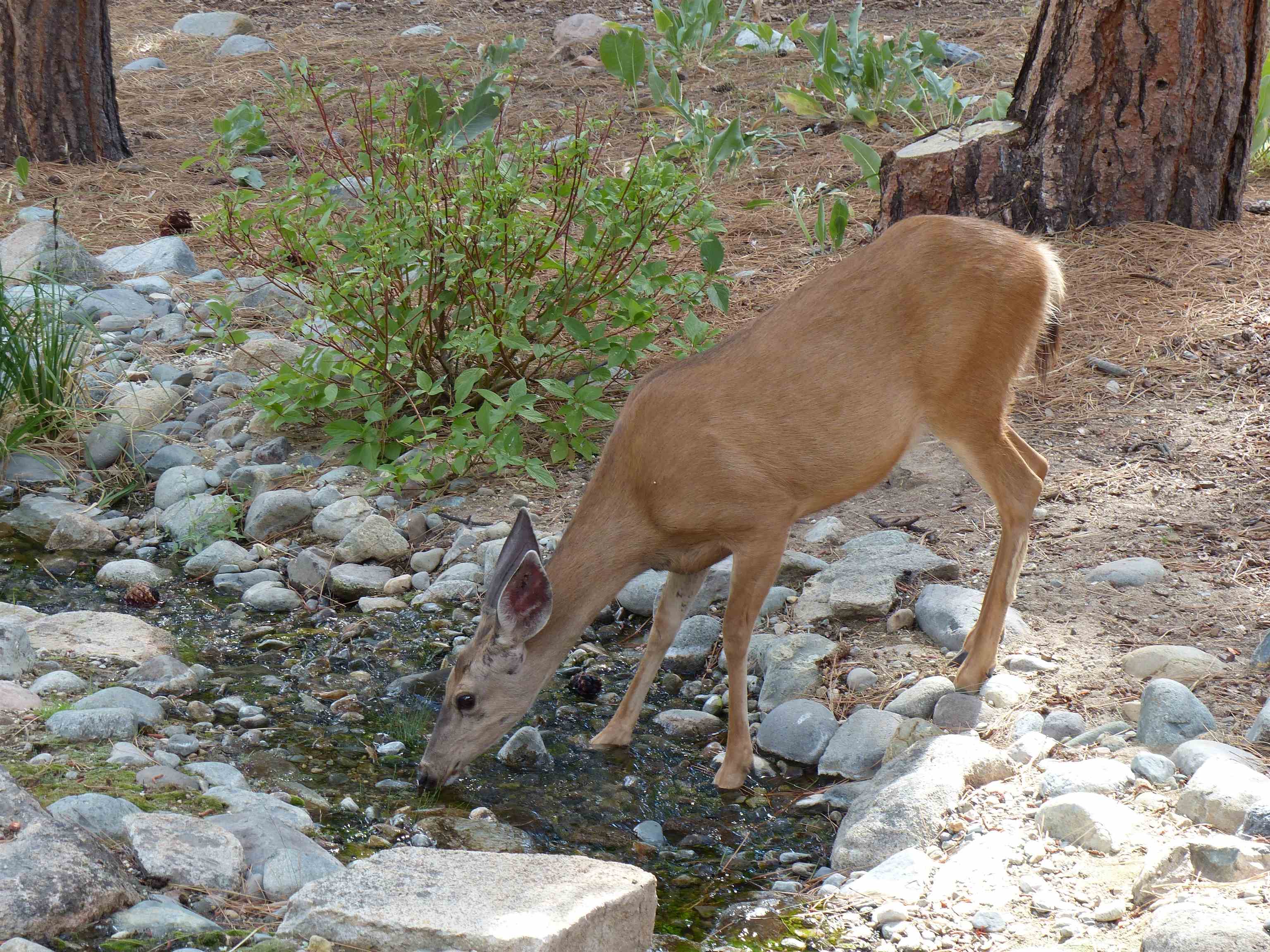 462 Arrowleaf Road, Portola, CA, 96122