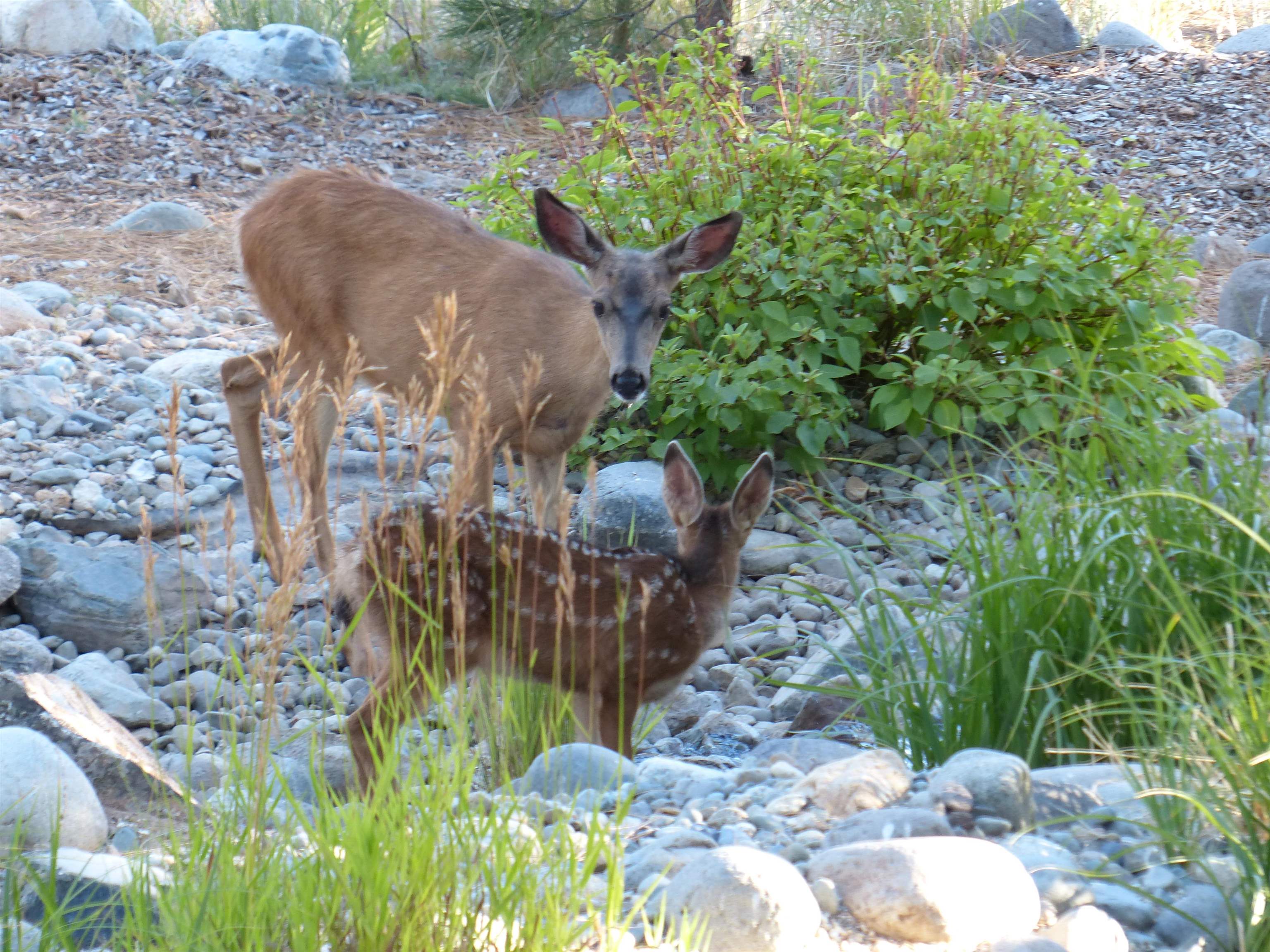 462 Arrowleaf Road, Portola, CA, 96122