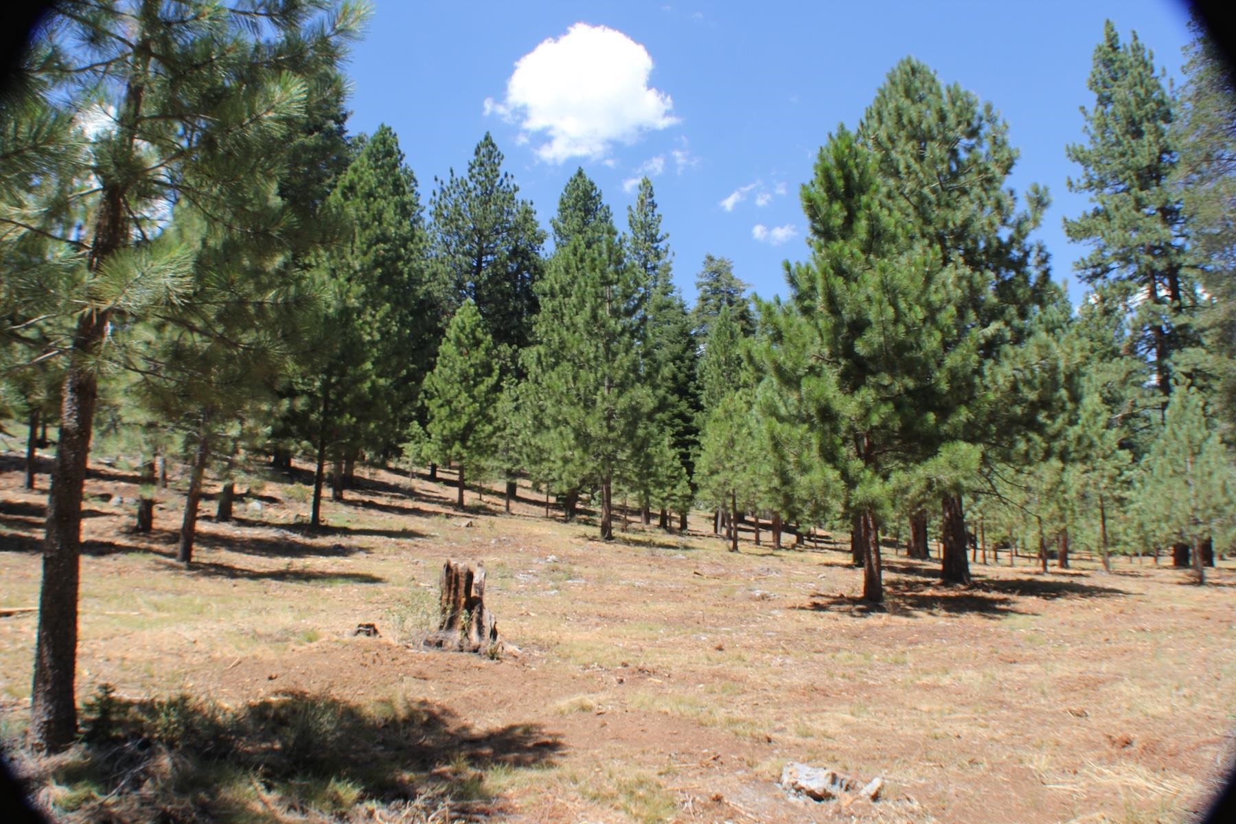 Sierra Meadows/Ponderosa