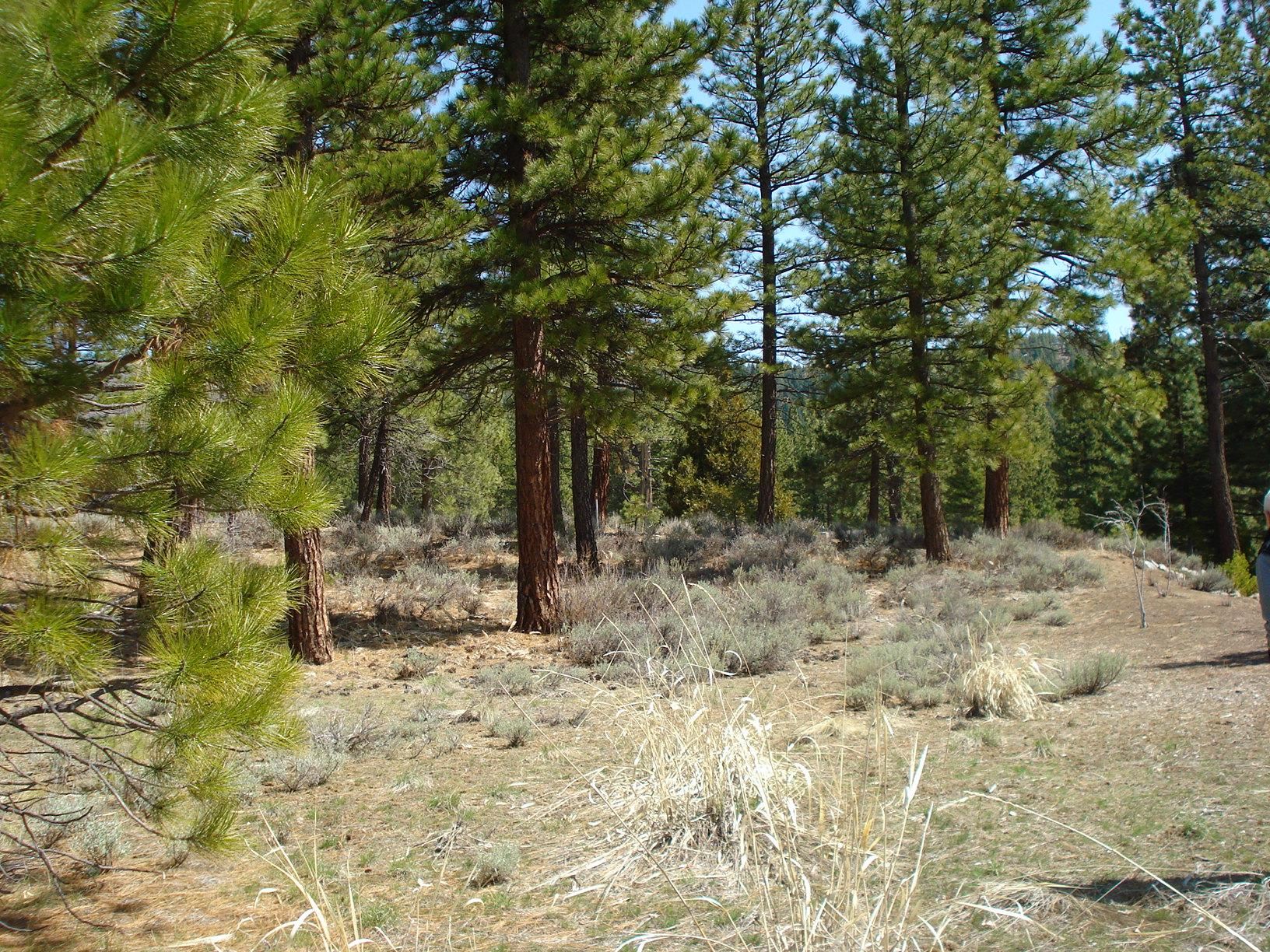 404 Blacktail Ridge, Portola, CA, 96122