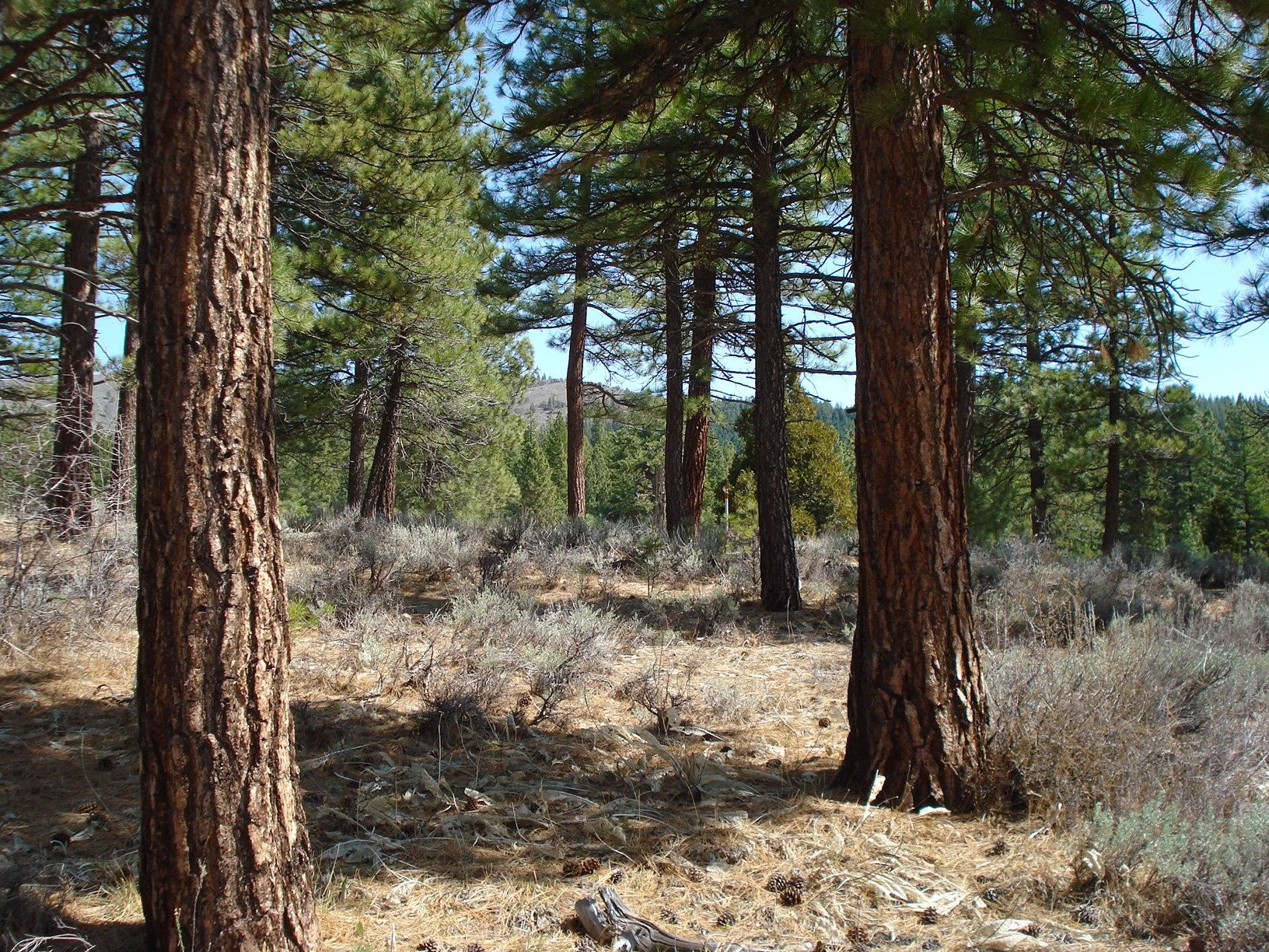 404 Blacktail Ridge, Portola, CA, 96122