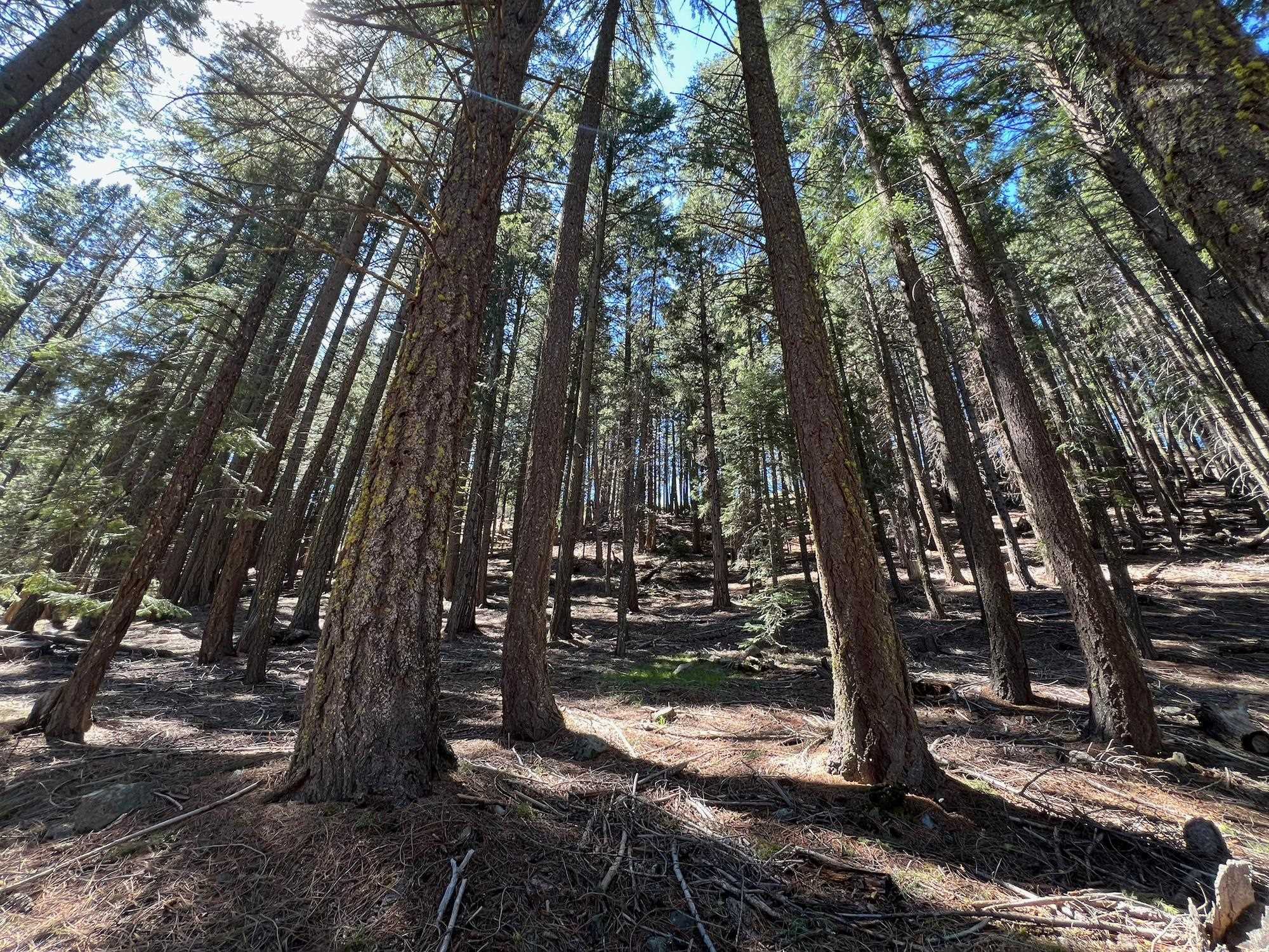 84 Yonkalla Trail, Graeagle, CA, 96103