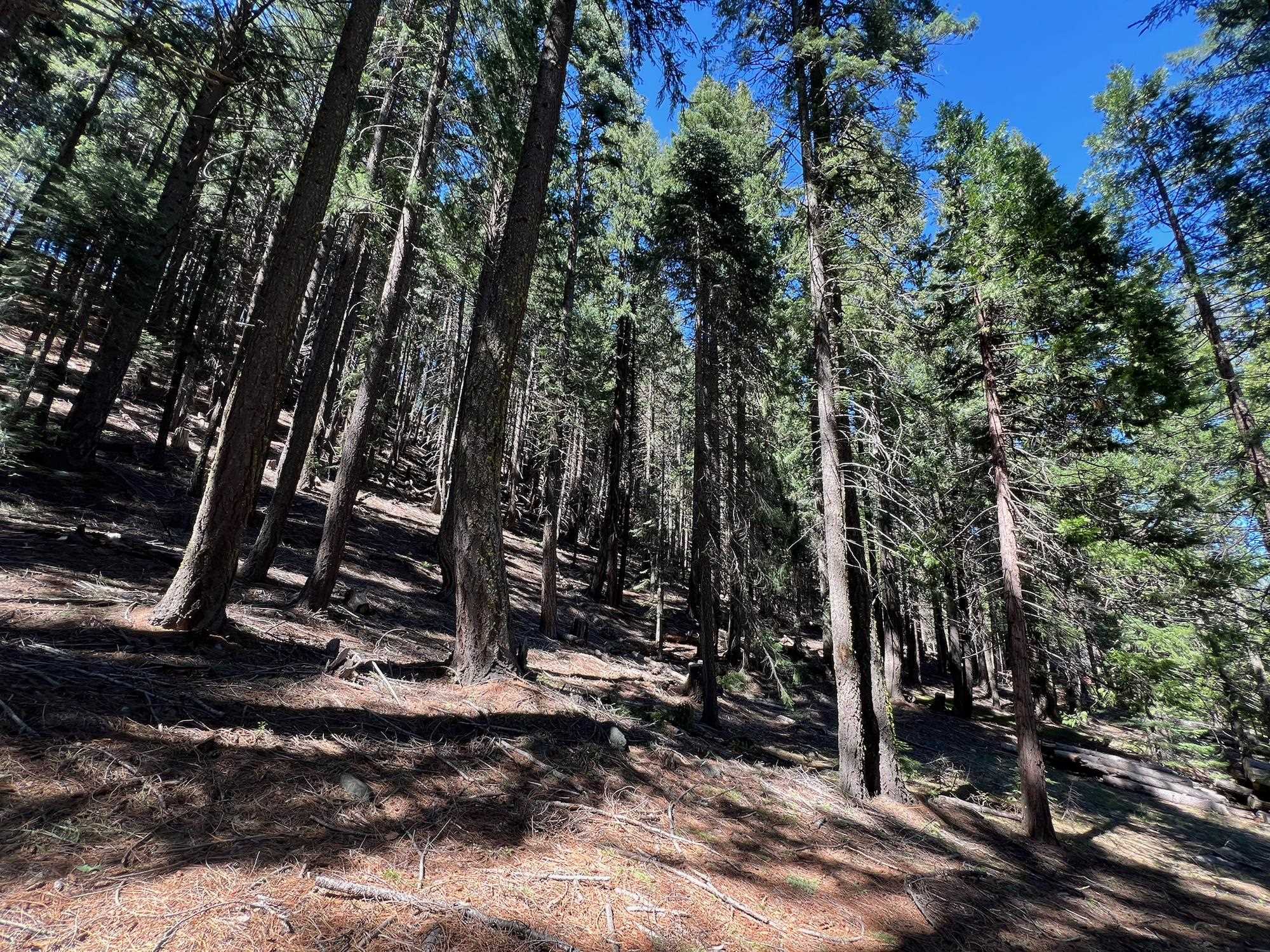 84 Yonkalla Trail, Graeagle, CA, 96103