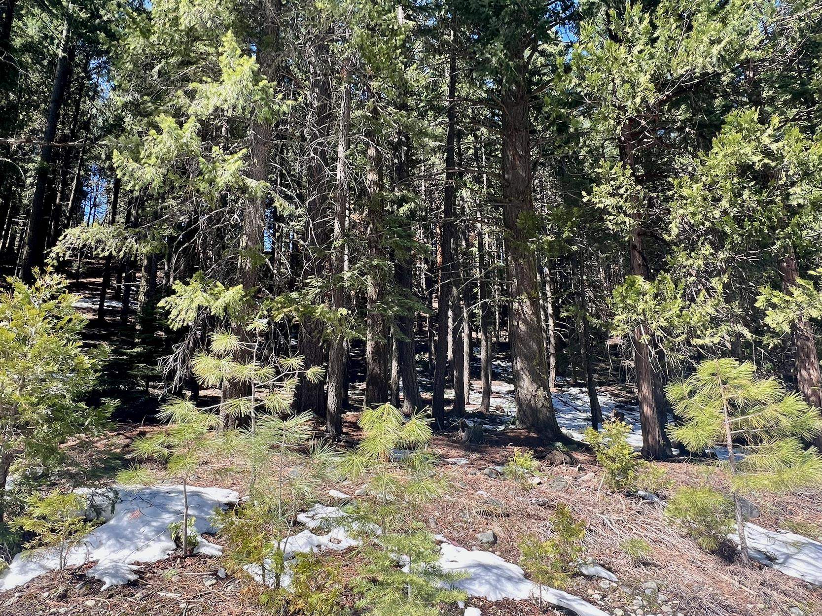 84 Yonkalla Trail, Graeagle, CA, 96103