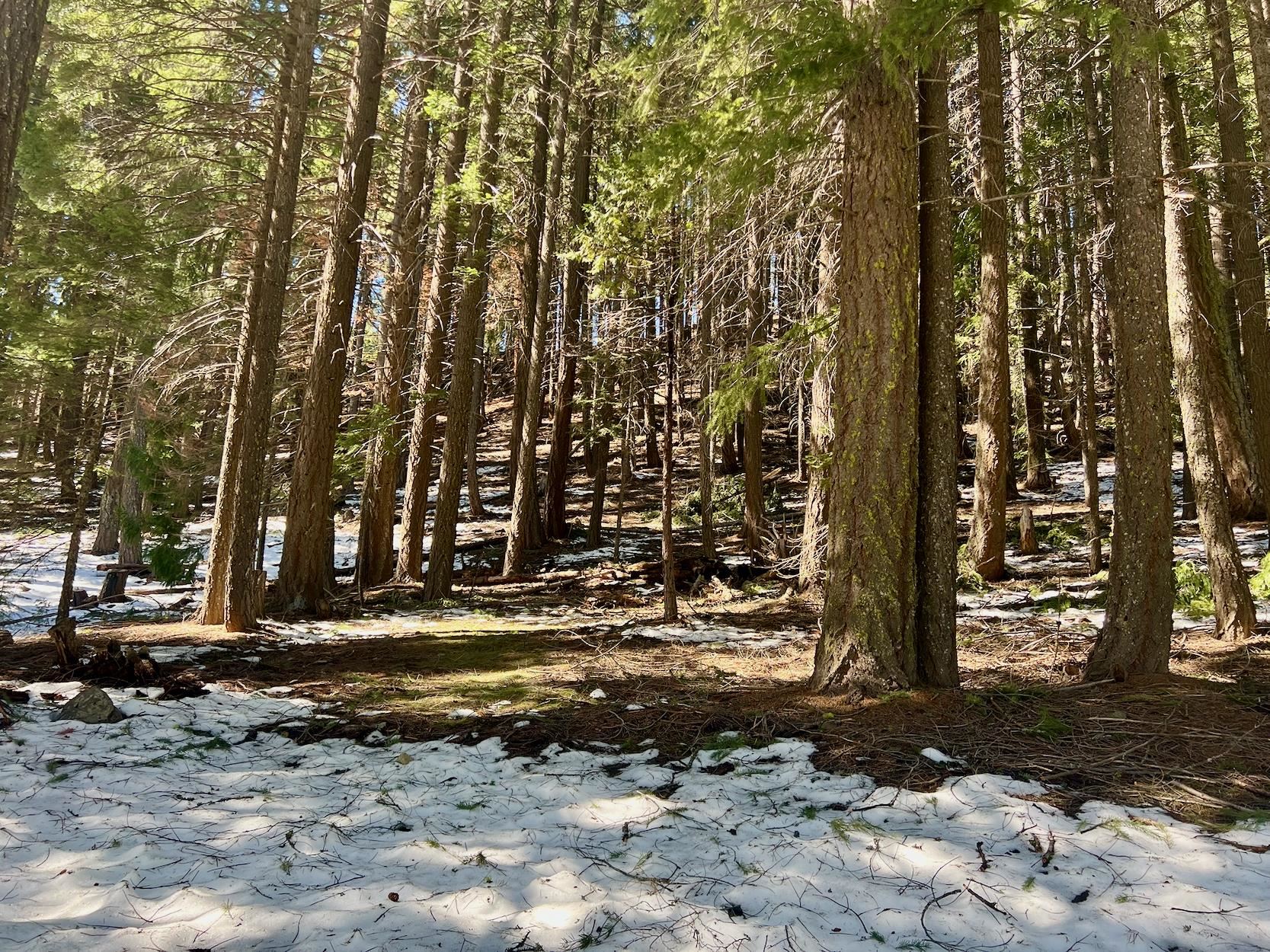 84 Yonkalla Trail, Graeagle, CA, 96103