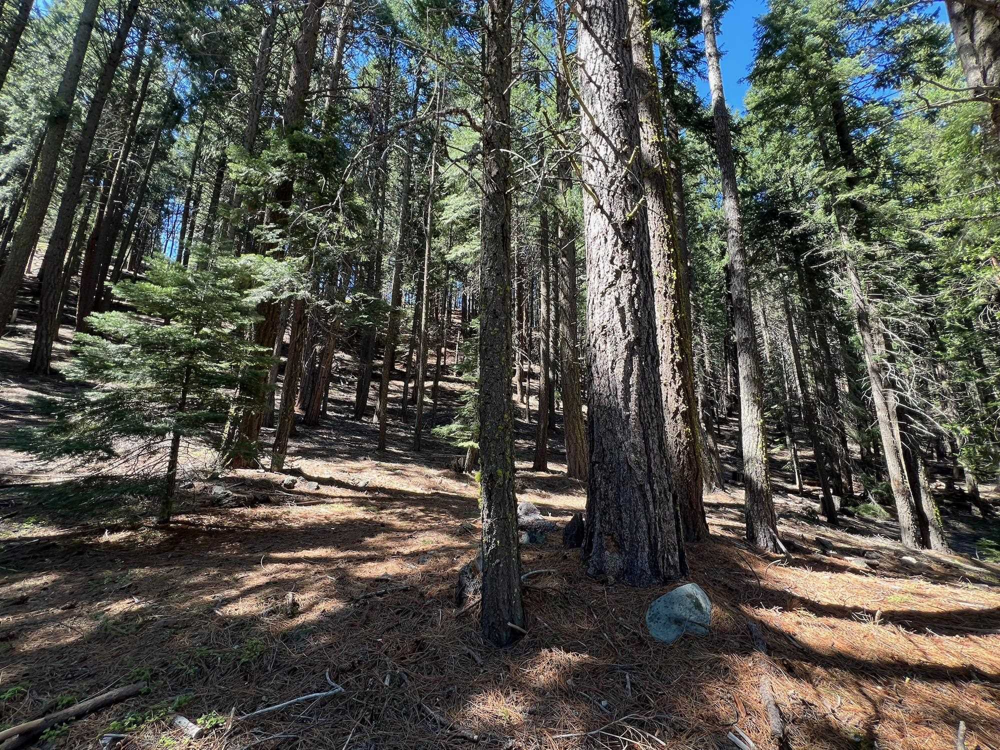 84 Yonkalla Trail, Graeagle, CA, 96103