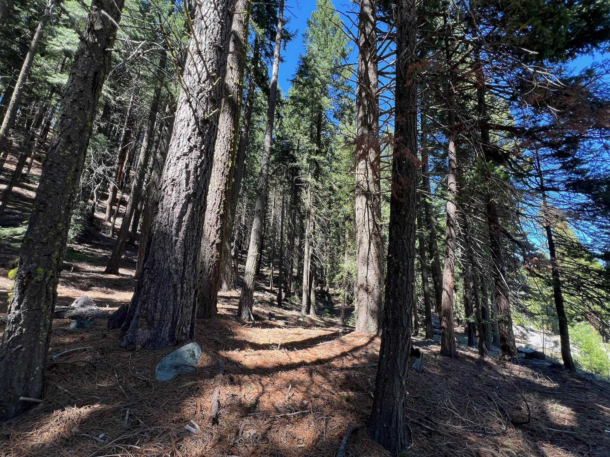 84 Yonkalla Trail, Graeagle, CA, 96103