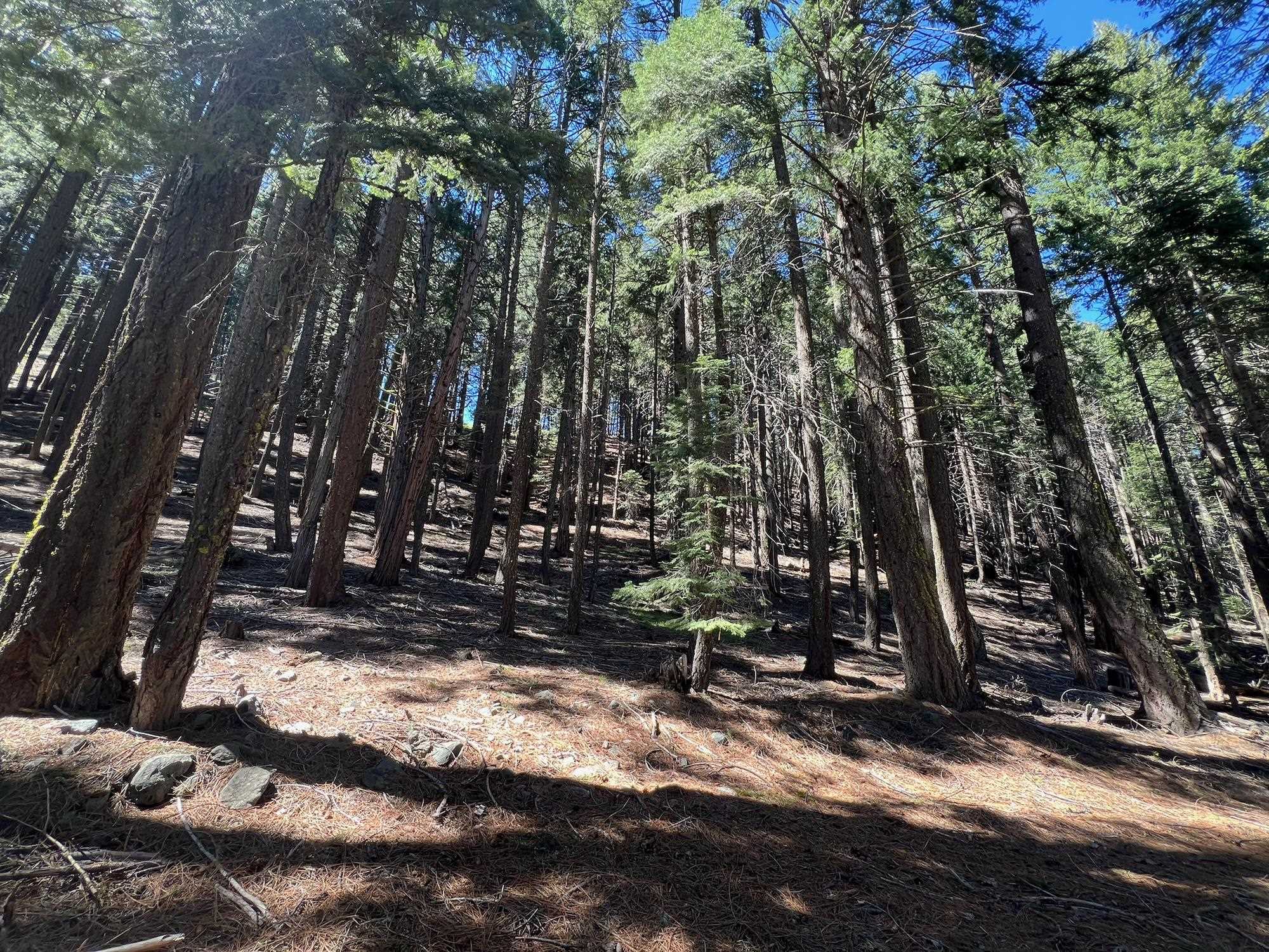 84 Yonkalla Trail, Graeagle, CA, 96103