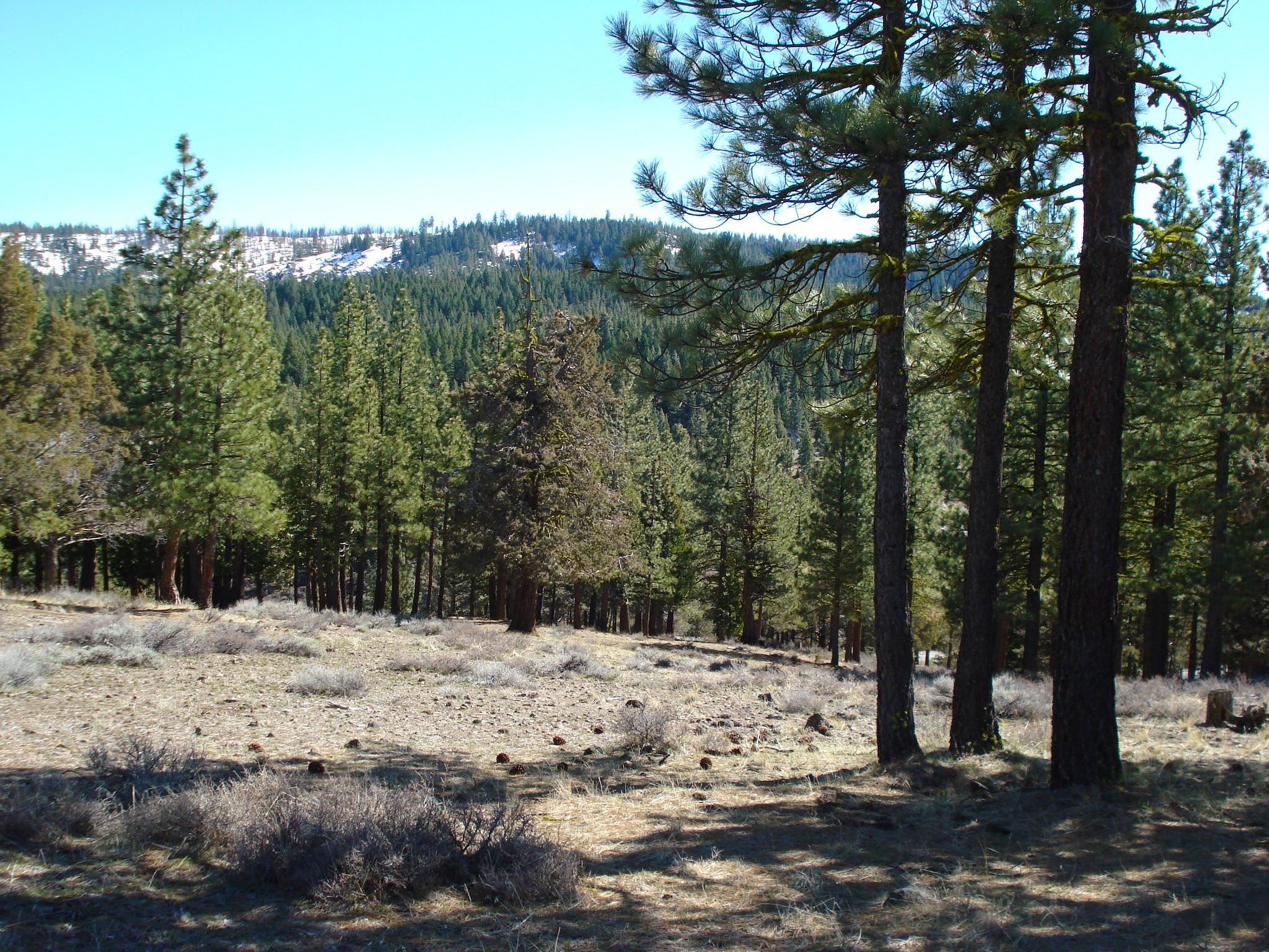 463 Quail Run, Portola, CA, 96122