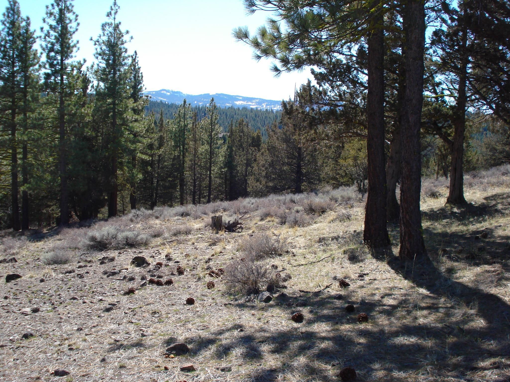 463 Quail Run, Portola, CA, 96122