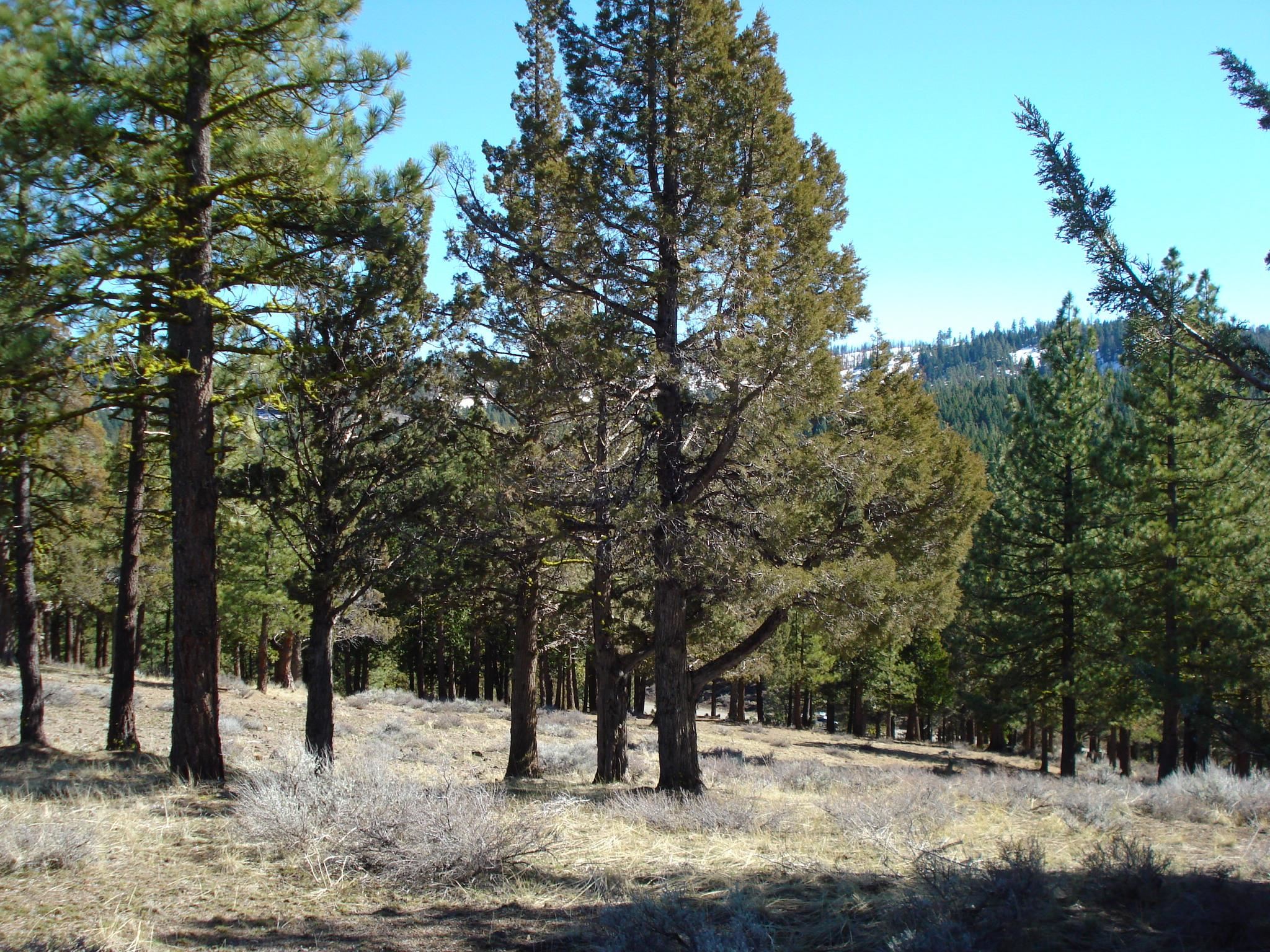 463 Quail Run, Portola, CA, 96122