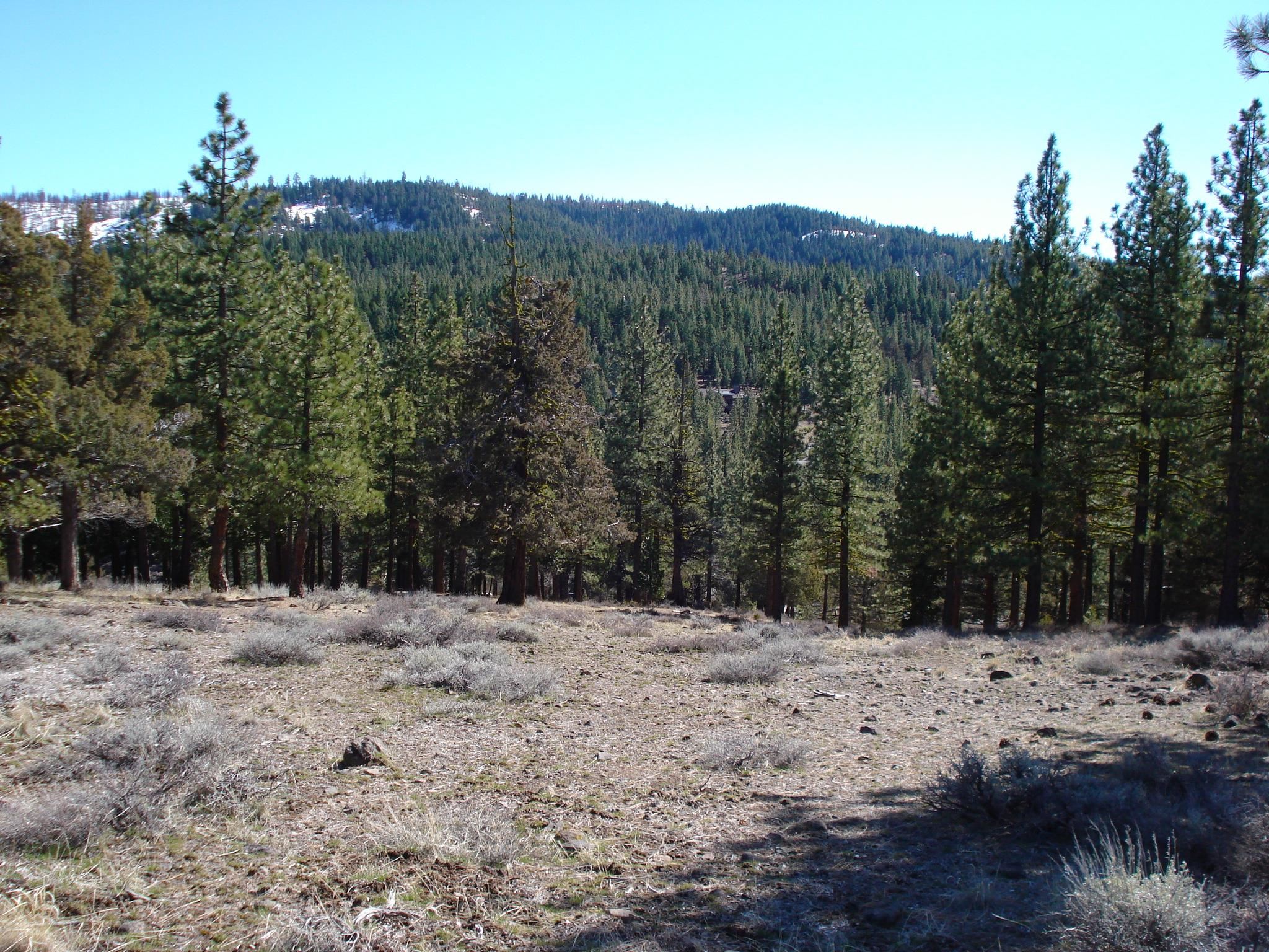 463 Quail Run, Portola, CA, 96122