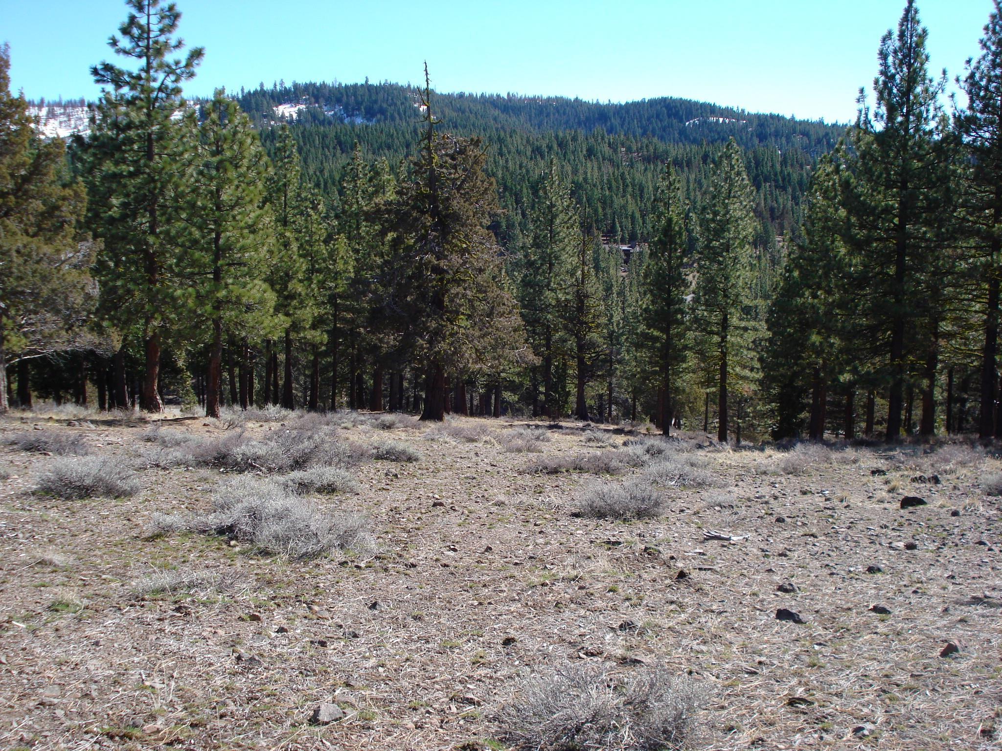 463 Quail Run, Portola, CA, 96122